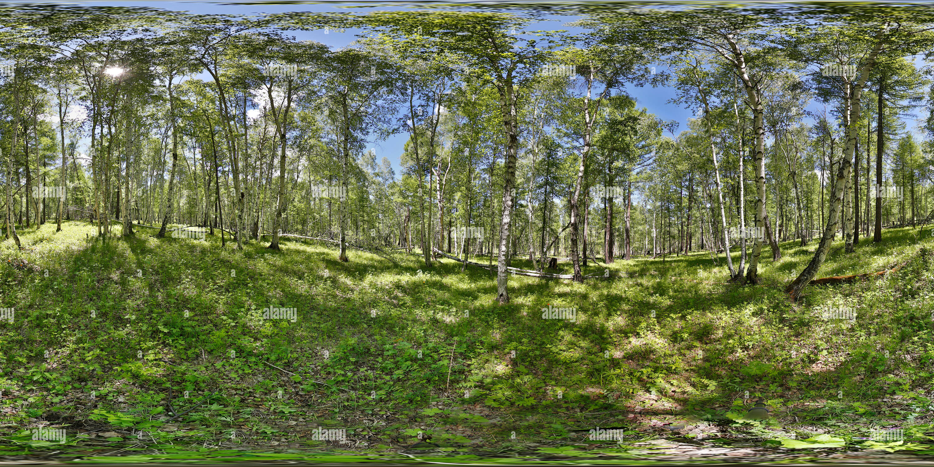 Bulgan forest hi-res stock photography and images - Alamy