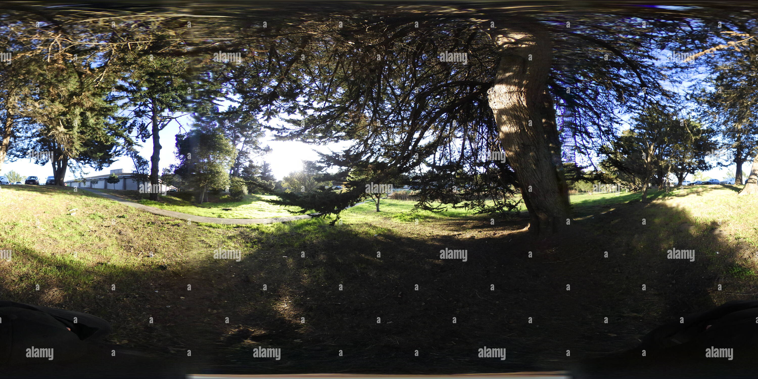 360 degree panoramic view of Trees in Monterey, Ca