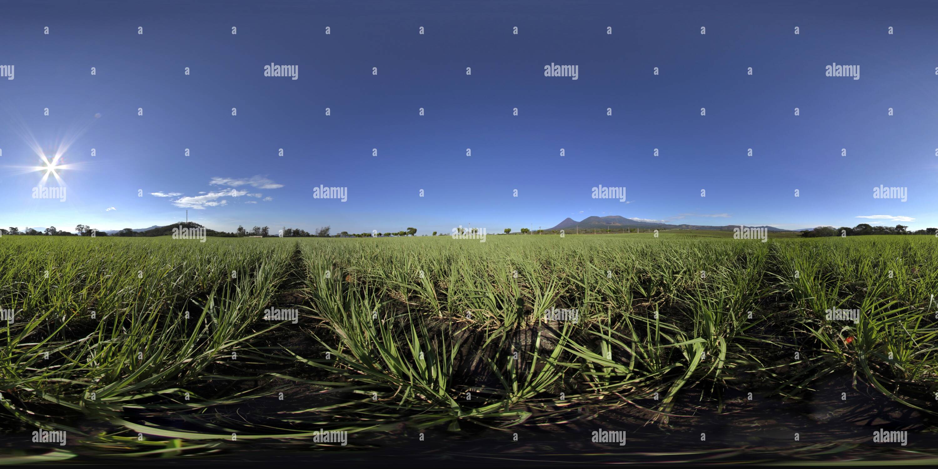 360 degree panoramic view of sugar cane