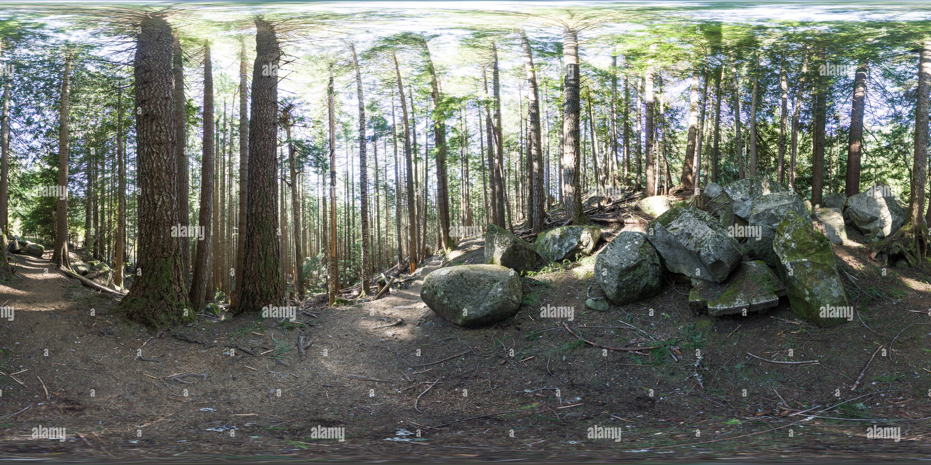 360-view-of-trail-in-the-woods-alamy