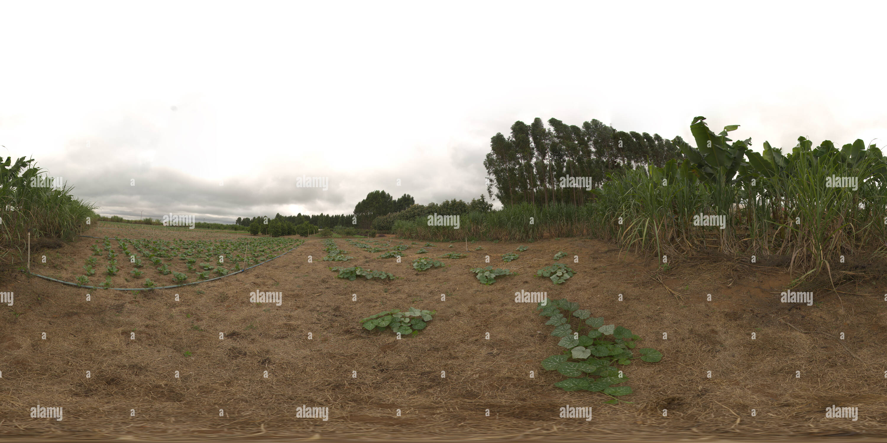 360 degree panoramic view of Sistema orgânico de plantio direto em hortaliças irrigado