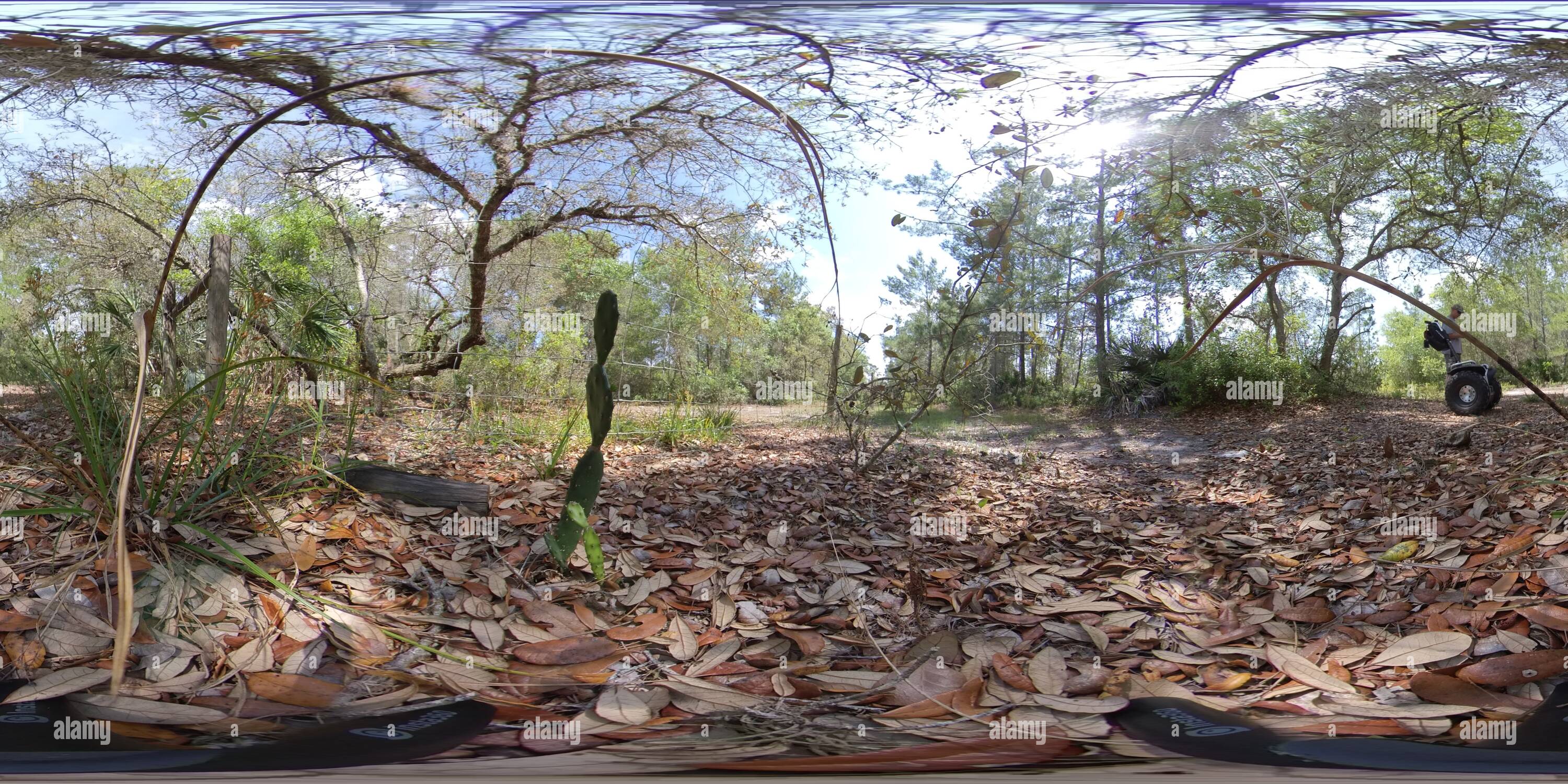 360 degree panoramic view of Geneva Wilderness Area, Florida