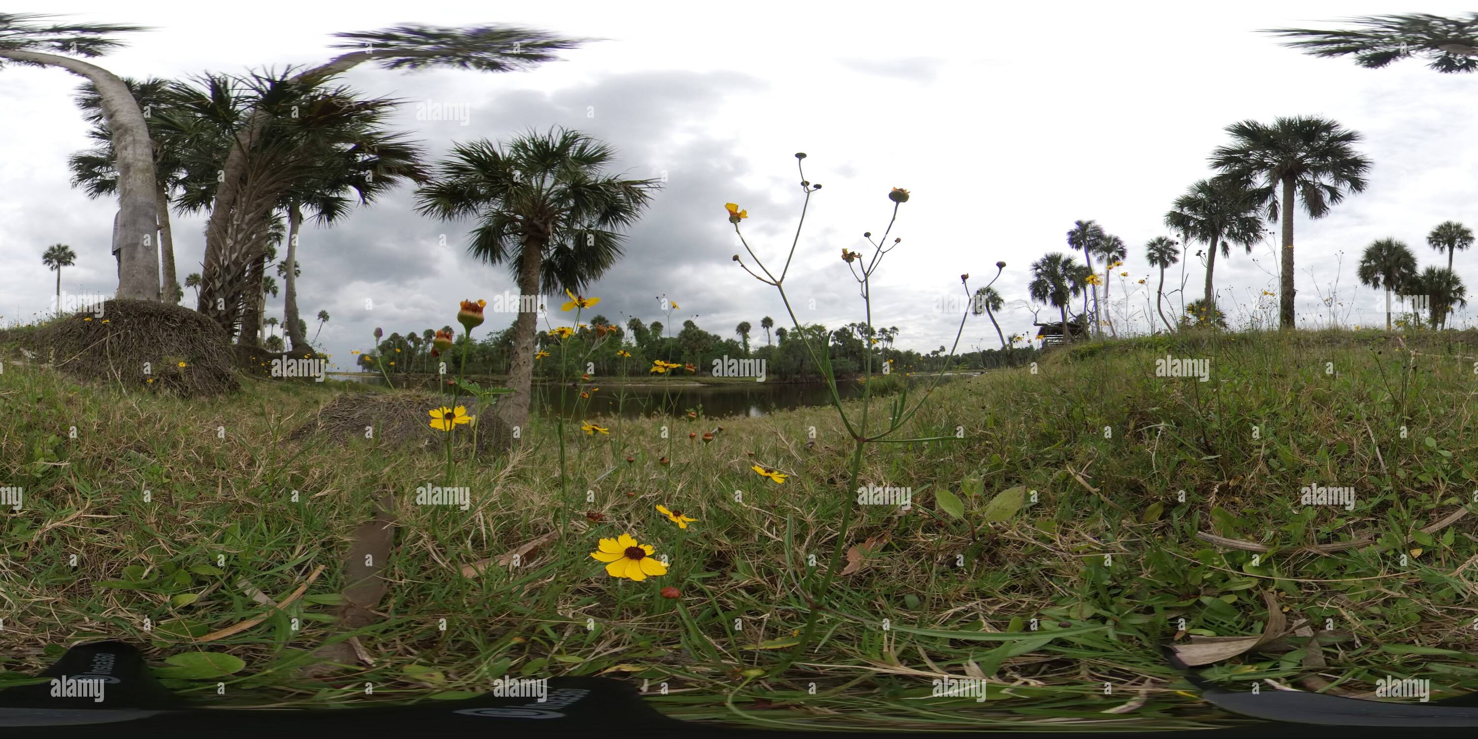 360 degree panoramic view of Wildflowers by the river