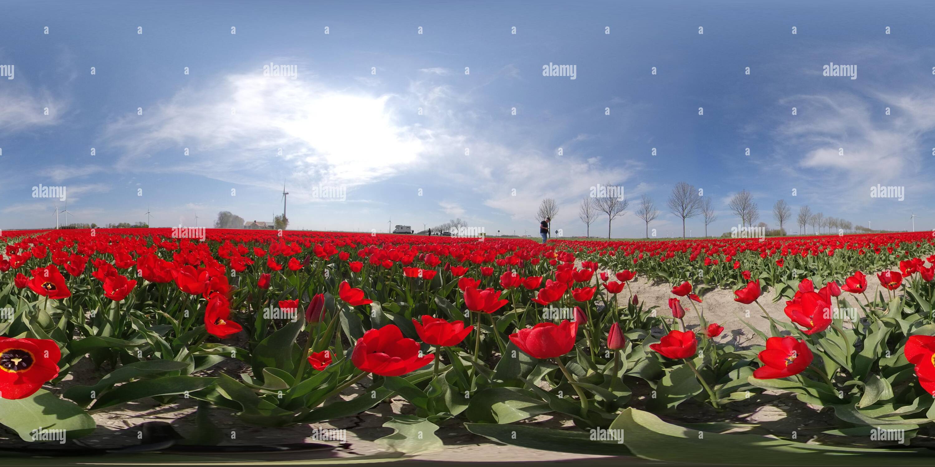 360° view of Flower Field In Lisse & Amsterdam, Holland The