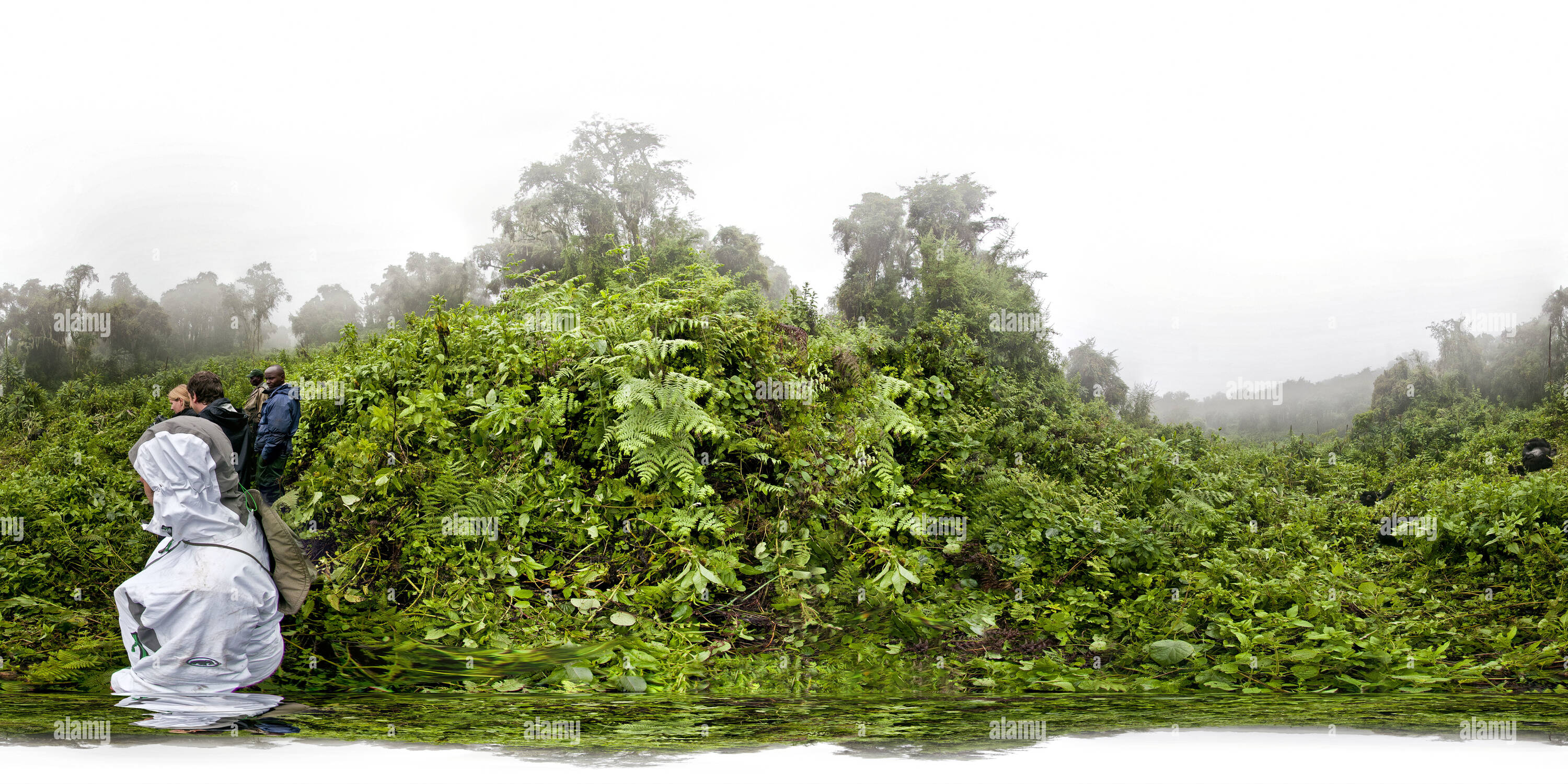 360-view-of-gorillas-in-the-mist-alamy