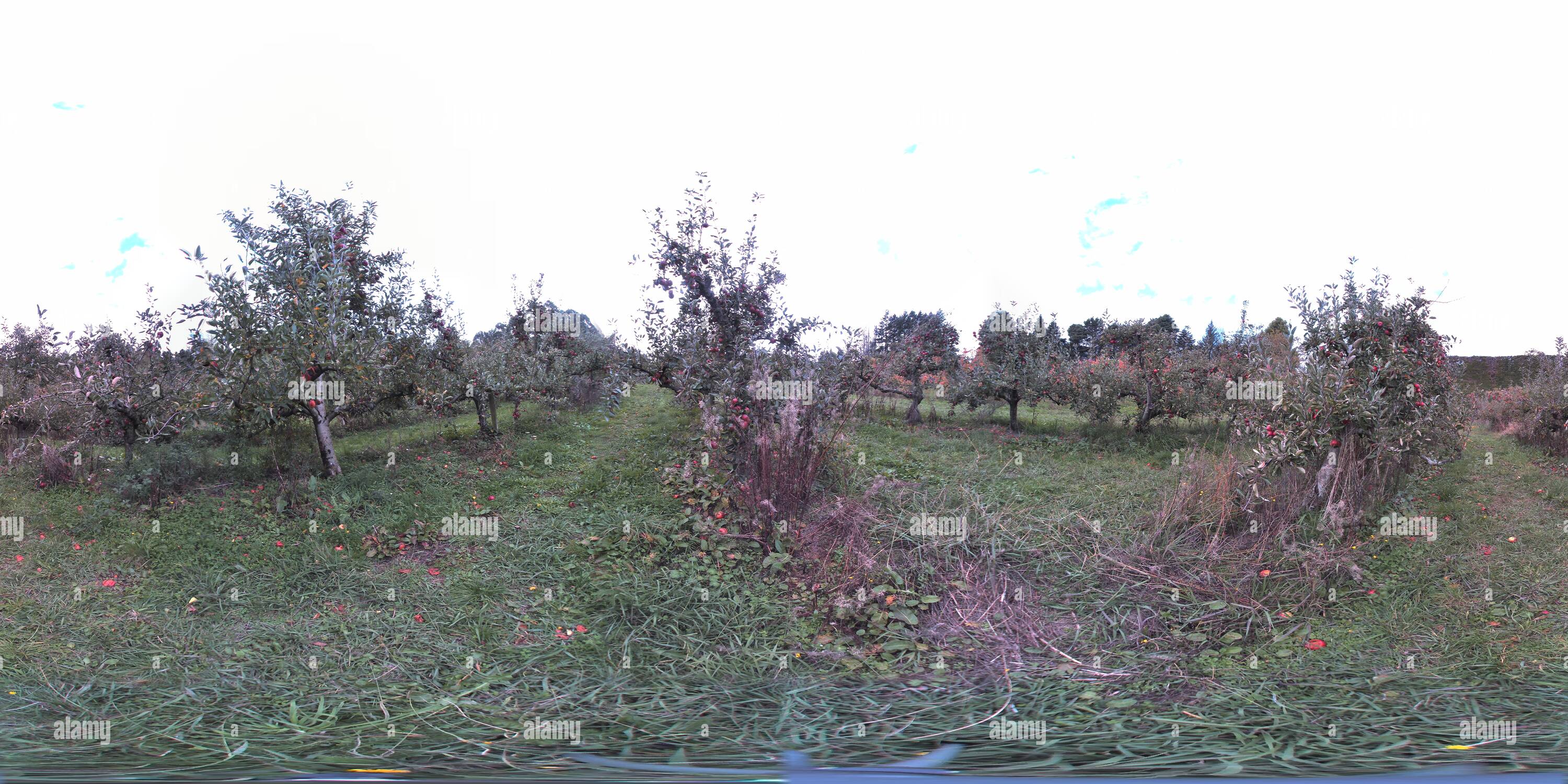 360-view-of-old-apple-trees-alamy