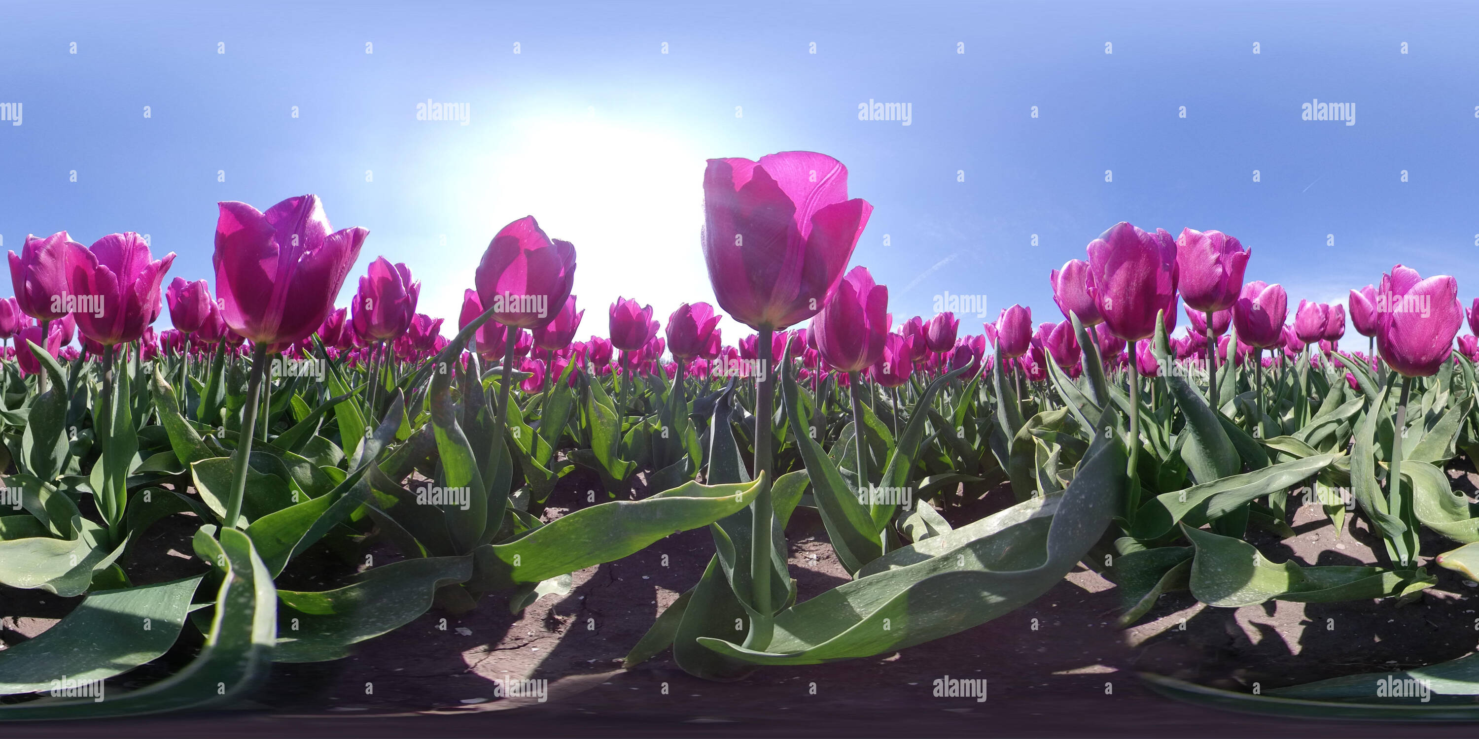 360° view of Flower Field In Lisse & Amsterdam, Holland - The ...