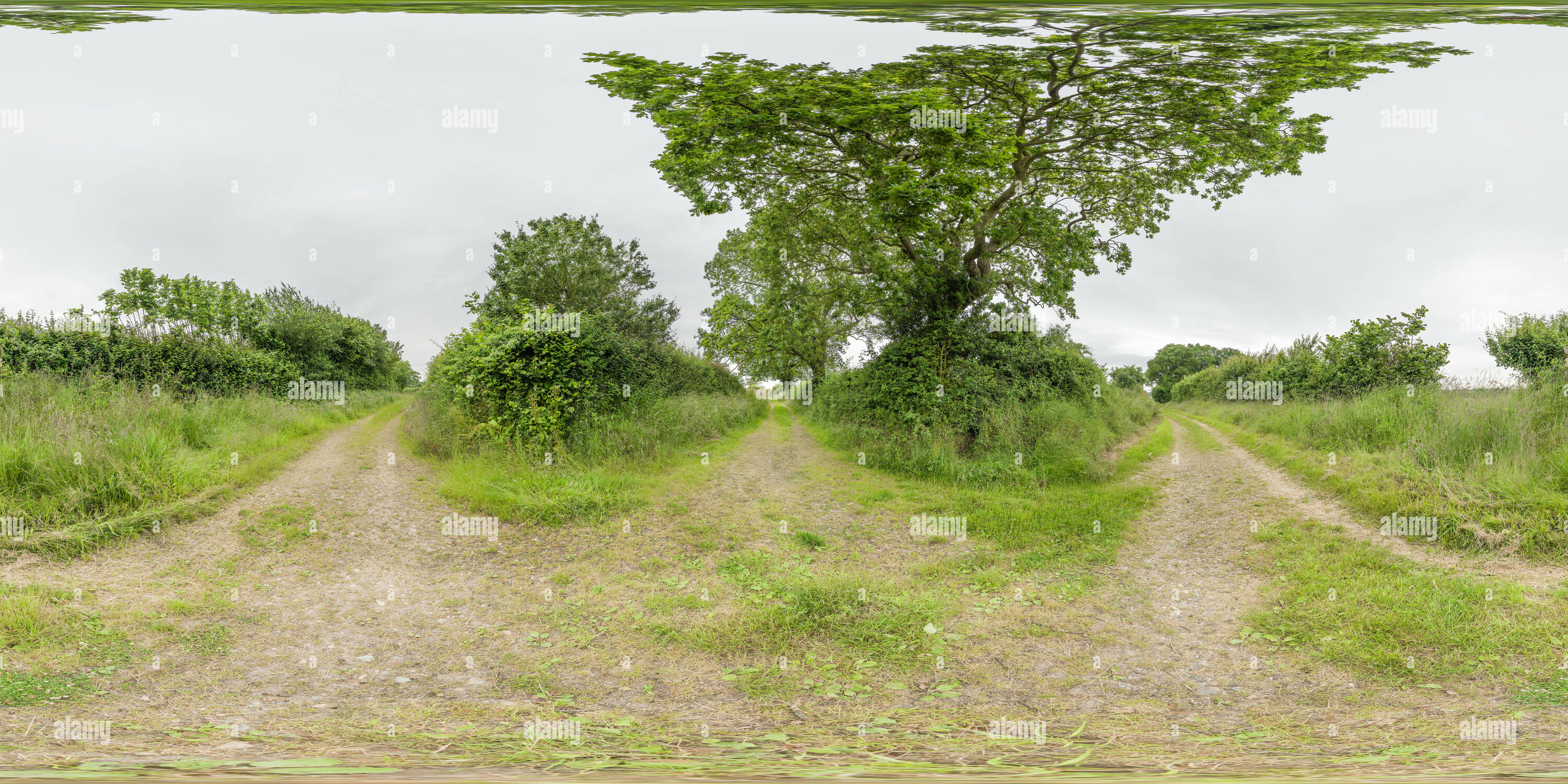 360 degree panoramic view of Tracks bounded by hedgerows in the countryside of rural Norfolk on a summer day.