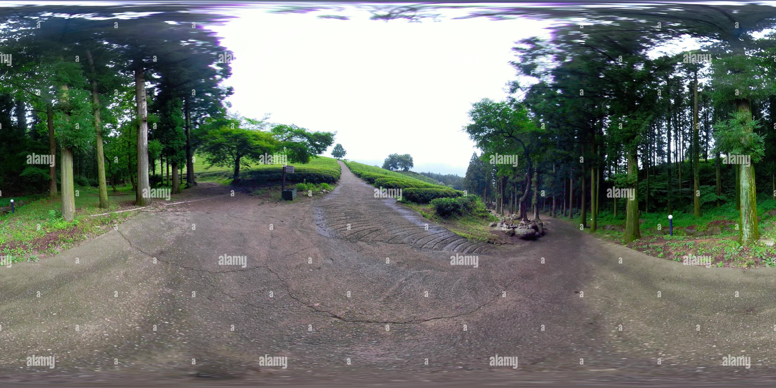 360 degree panoramic view of Boseong, South Korea 18 July 2019 Daehandawon. After heavy rain 360 degrees spherical panorama of Daehandawon where is famous green tea farm and bambo