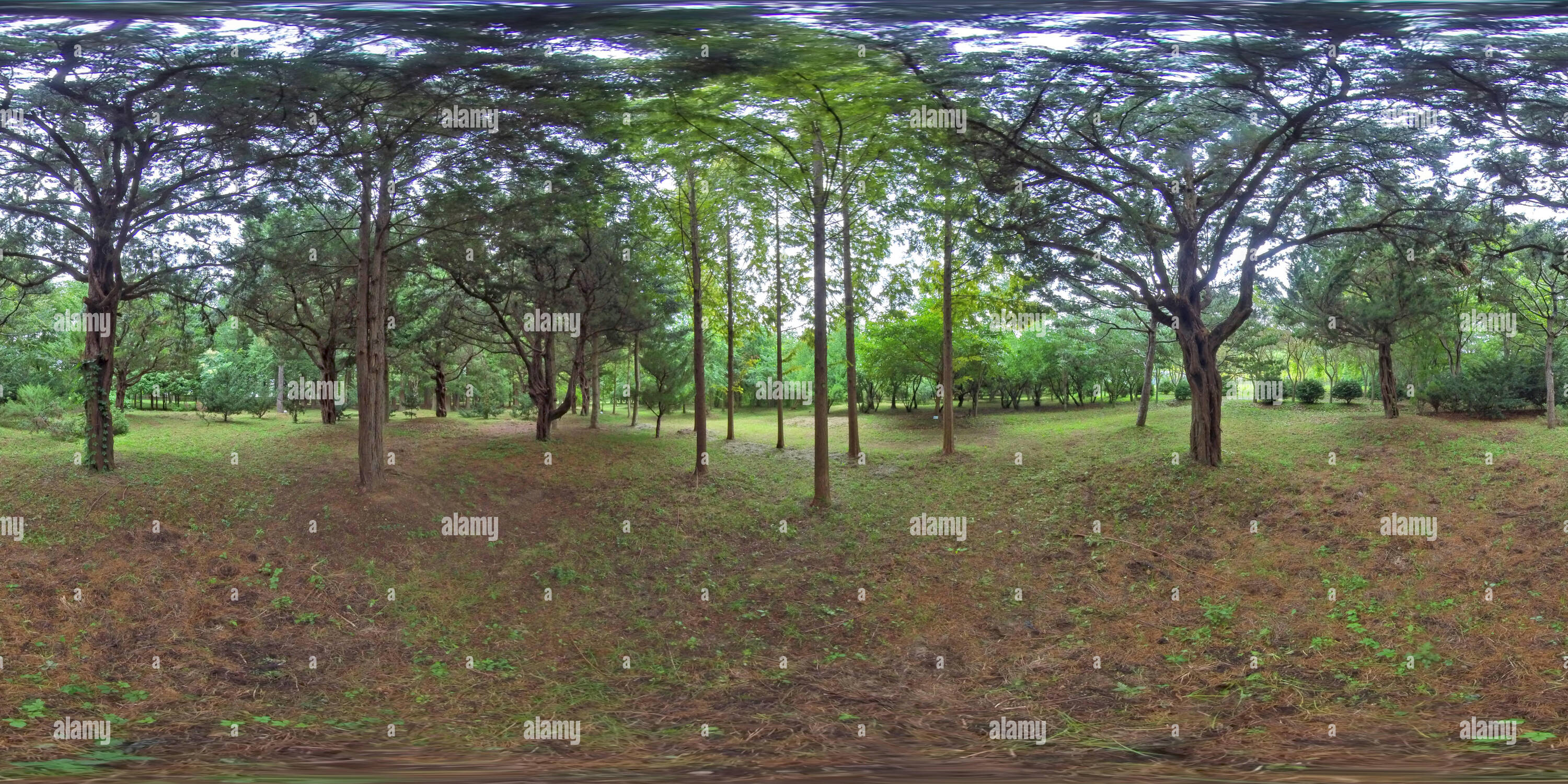360 degree panoramic view of Gyeongju, South Korea 27 August 2019: 360VR Arboretum in Korea. Garden and Park. AR/VR content.