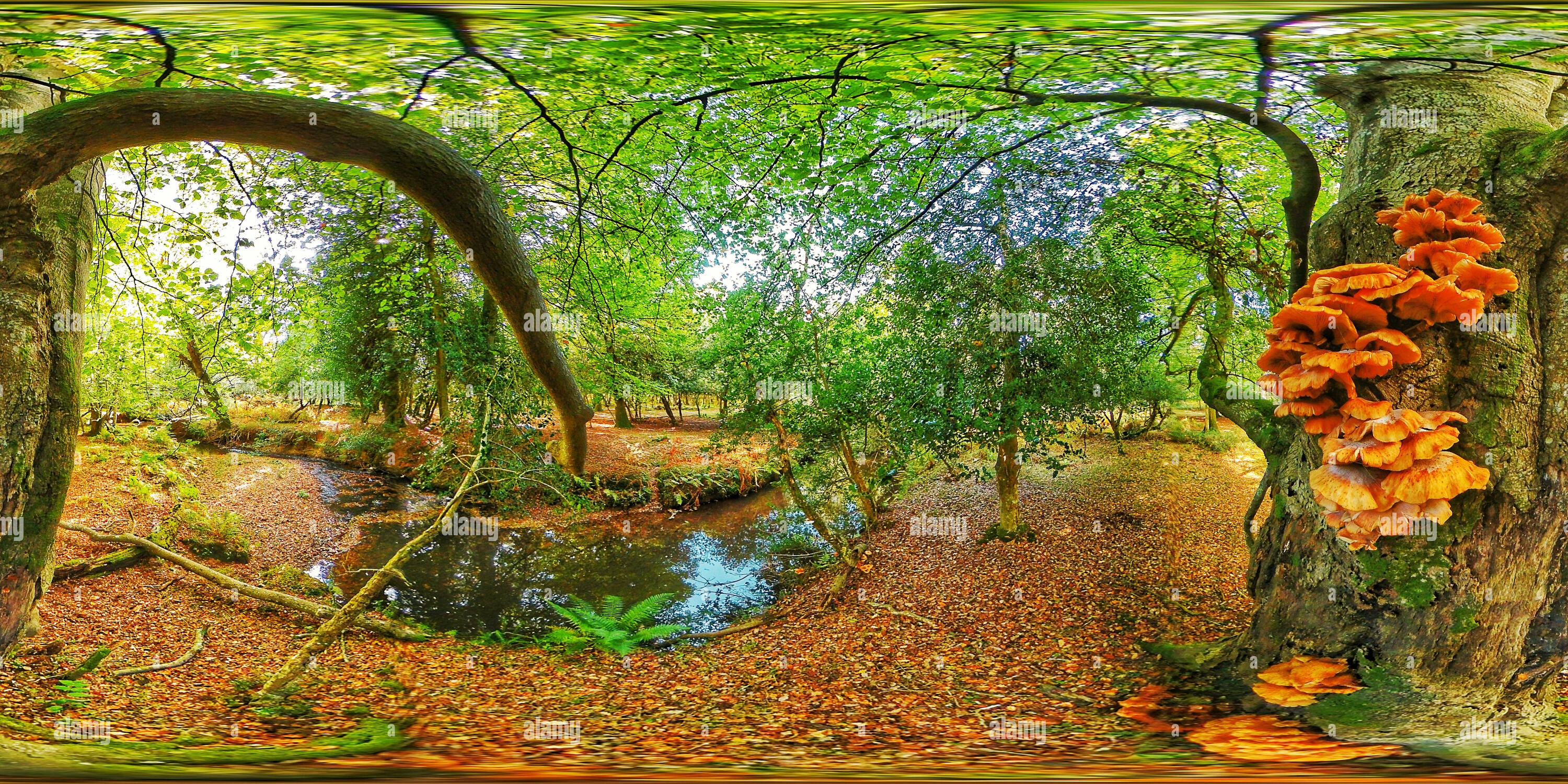 360 Grad Panorama Ansicht von Huhn - von - die - Holz - Pilze neben New Forest Stream 360 VR