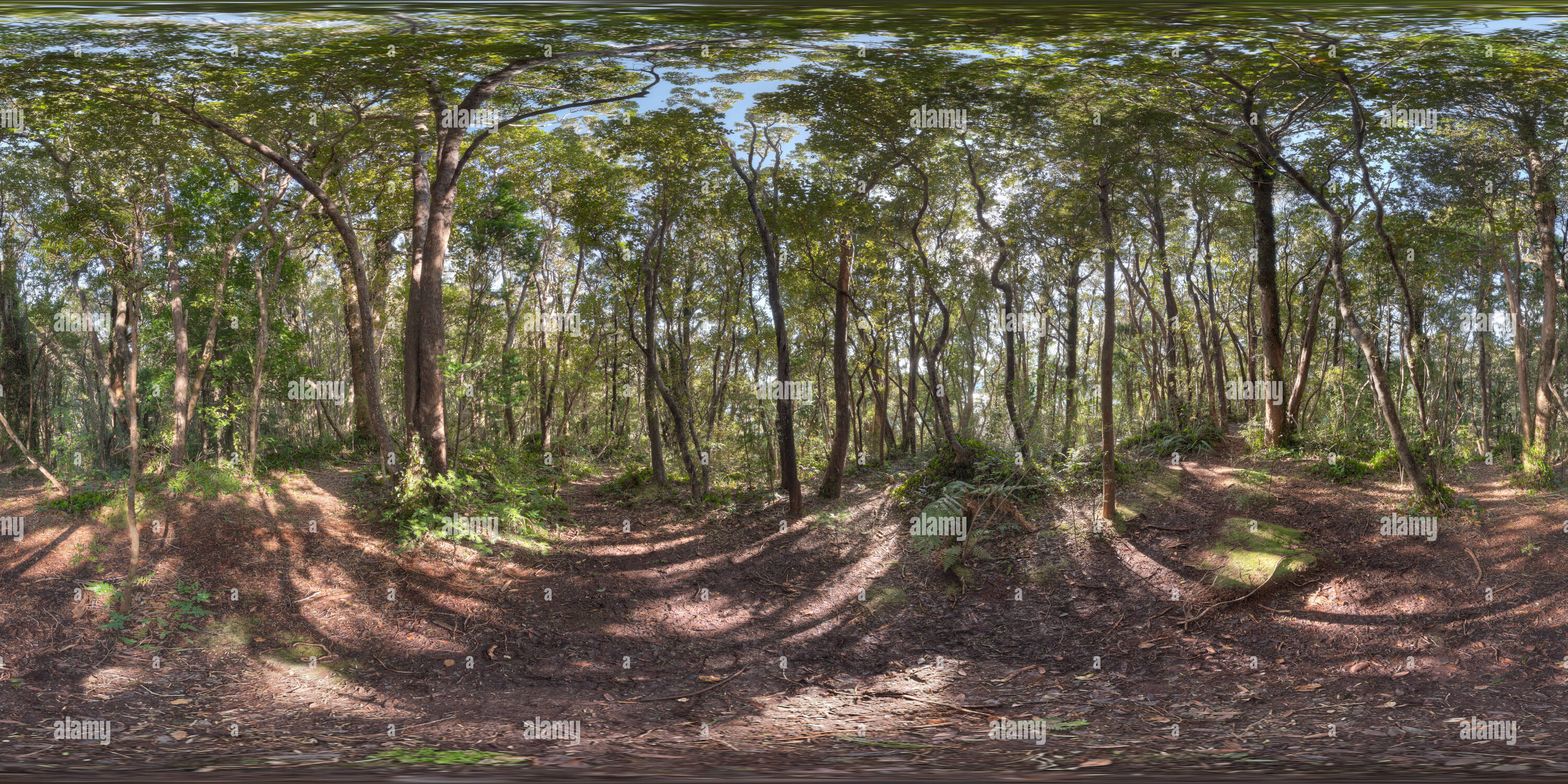 360 Grad Panorama Ansicht von 360° x 180°-Panorama eines equirectangular Wald Szene in Neuseelands Fjordland National Park