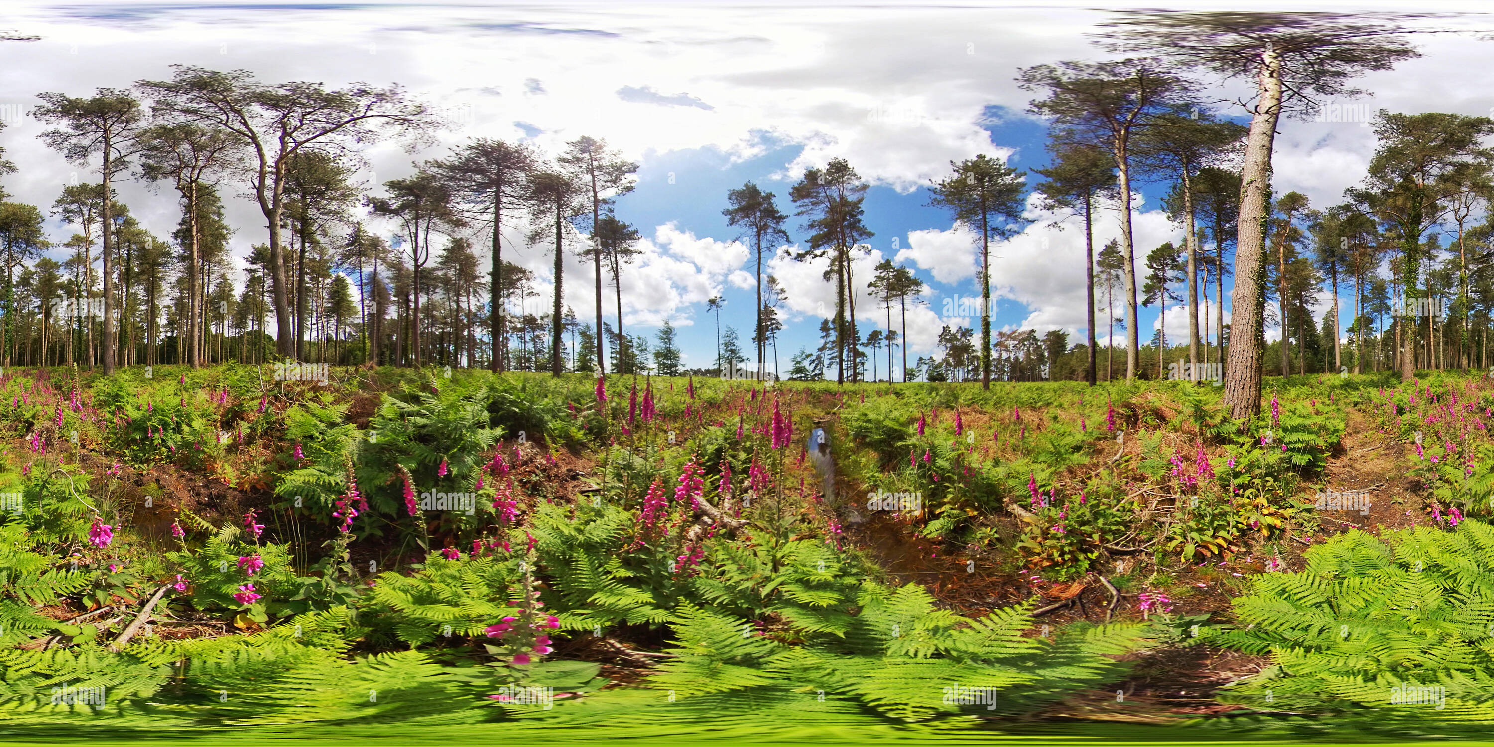 360 Grad Panorama Ansicht von Fuchshandschuh-Blumen und Kiefernwald im New Forest National Park (360VR)