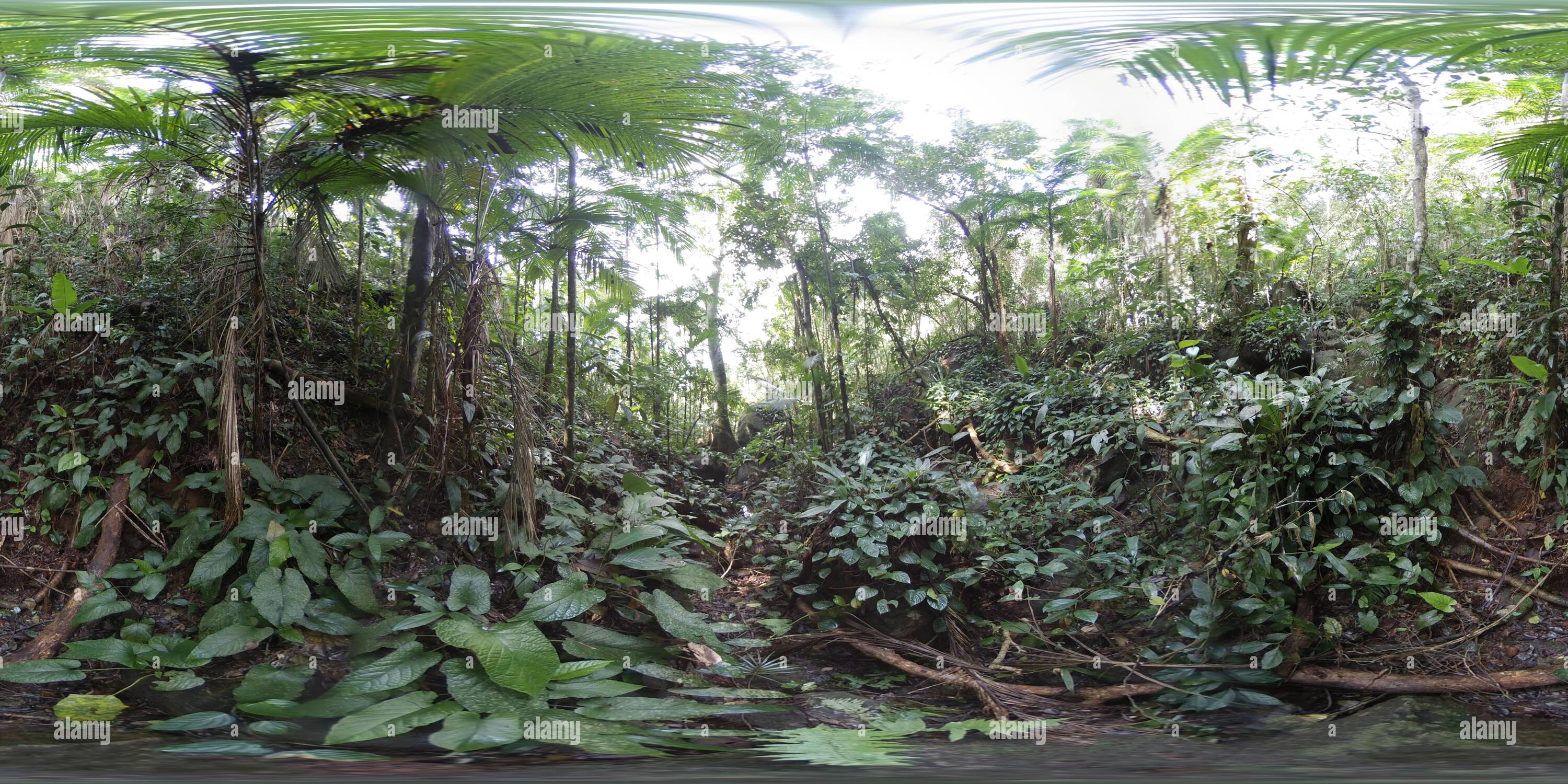 Tief Im Regenwald Stockfotos Und Bilder Kaufen Alamy