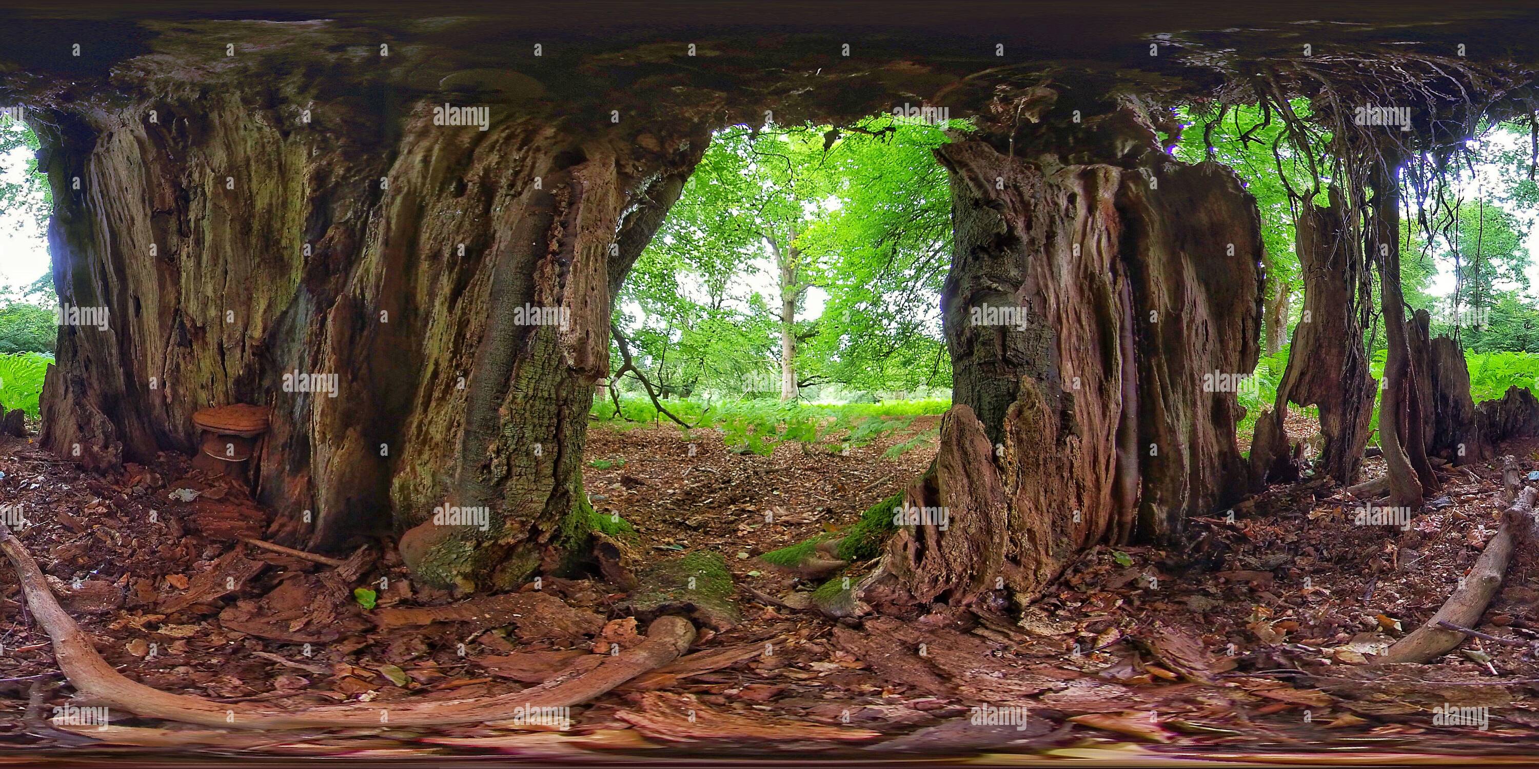 360 Grad Panorama Ansicht von Im Inneren eines faulen Baumes im New Forest National Park (360VR)