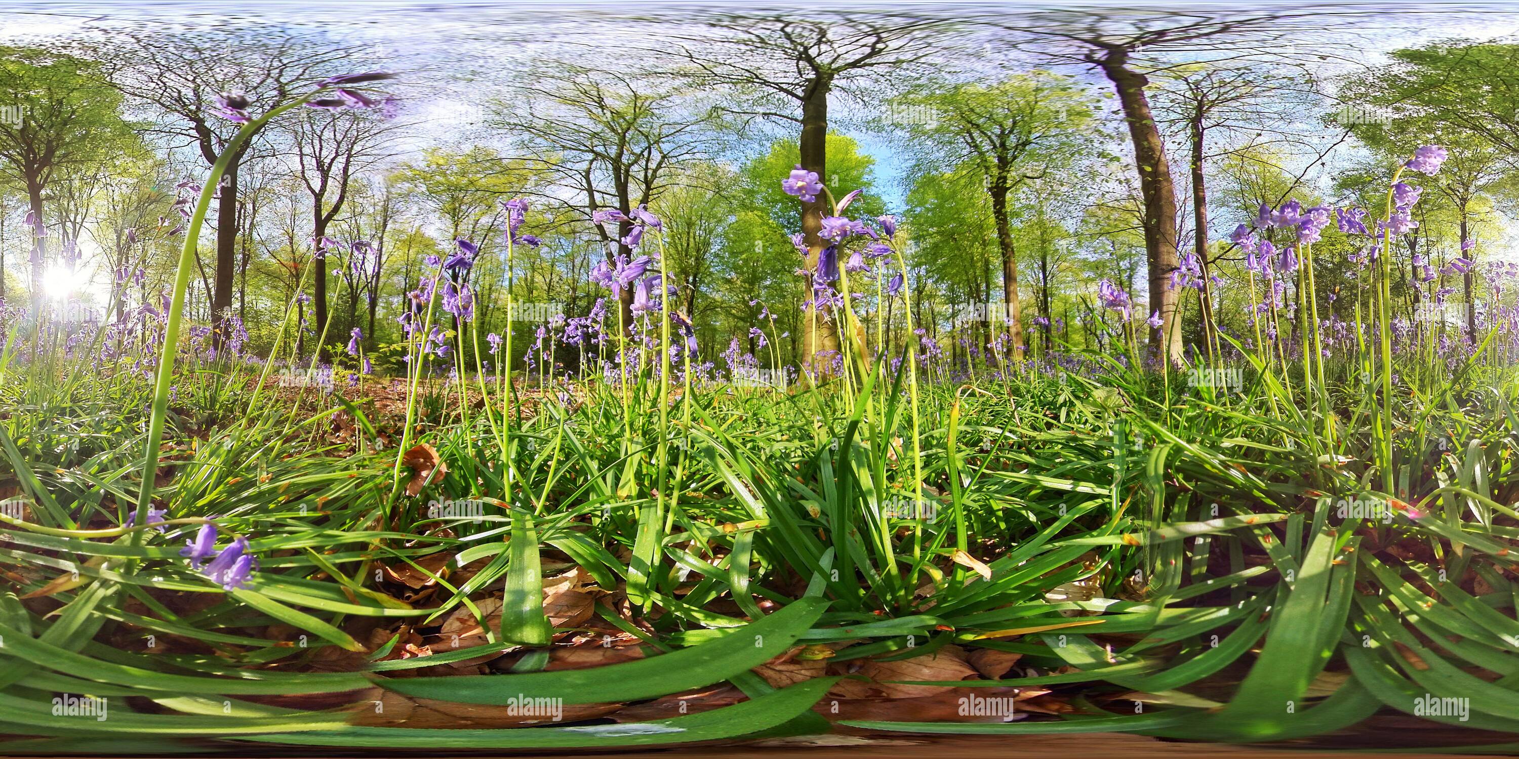 360 Grad Panorama Ansicht von Bluebell Hölzer im Frühling. (360VR)