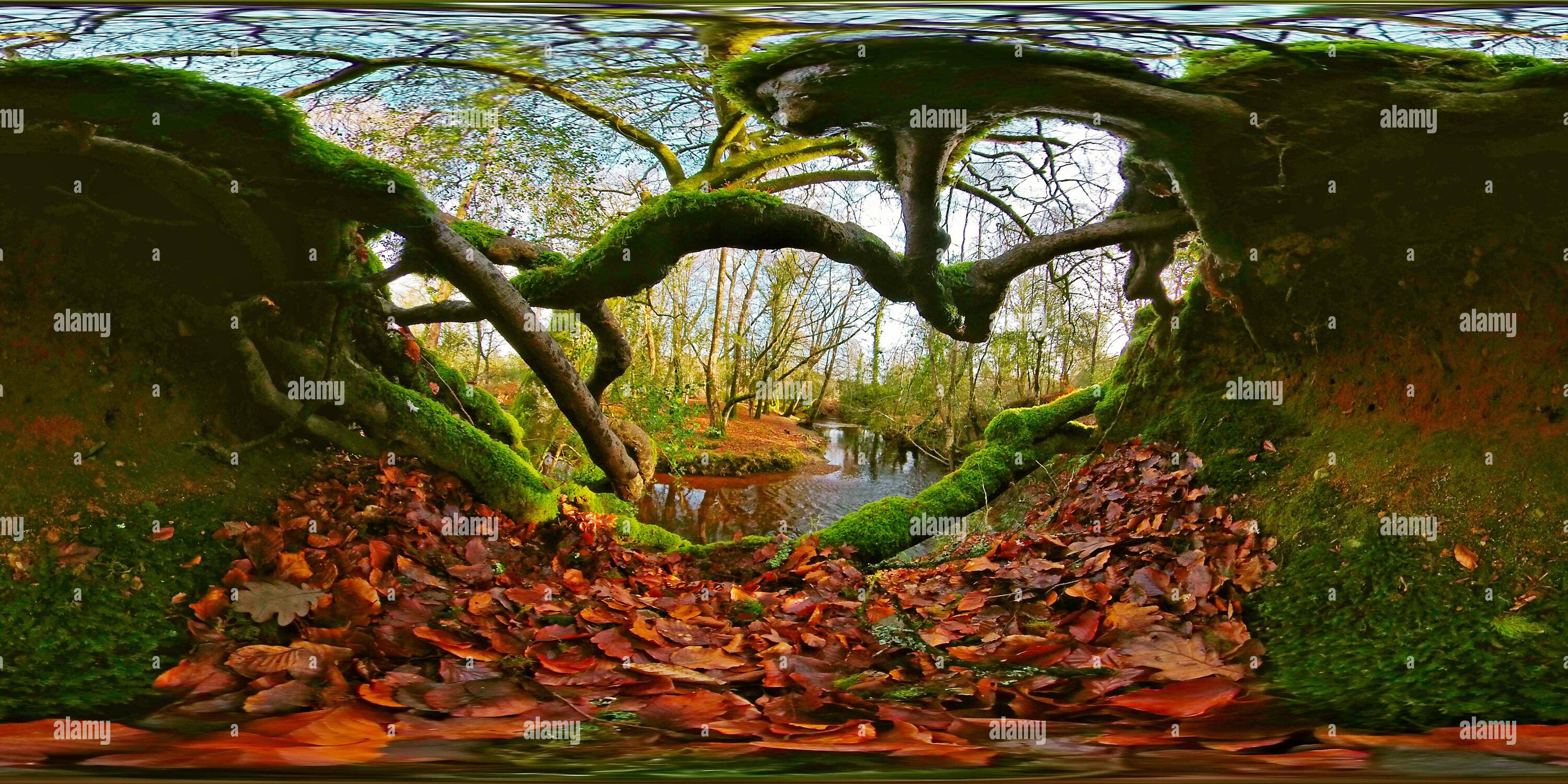 360 Grad Panorama Ansicht von Verschränkte Wurzeln unter einem Flussufer im New Forest National Park (360VR)