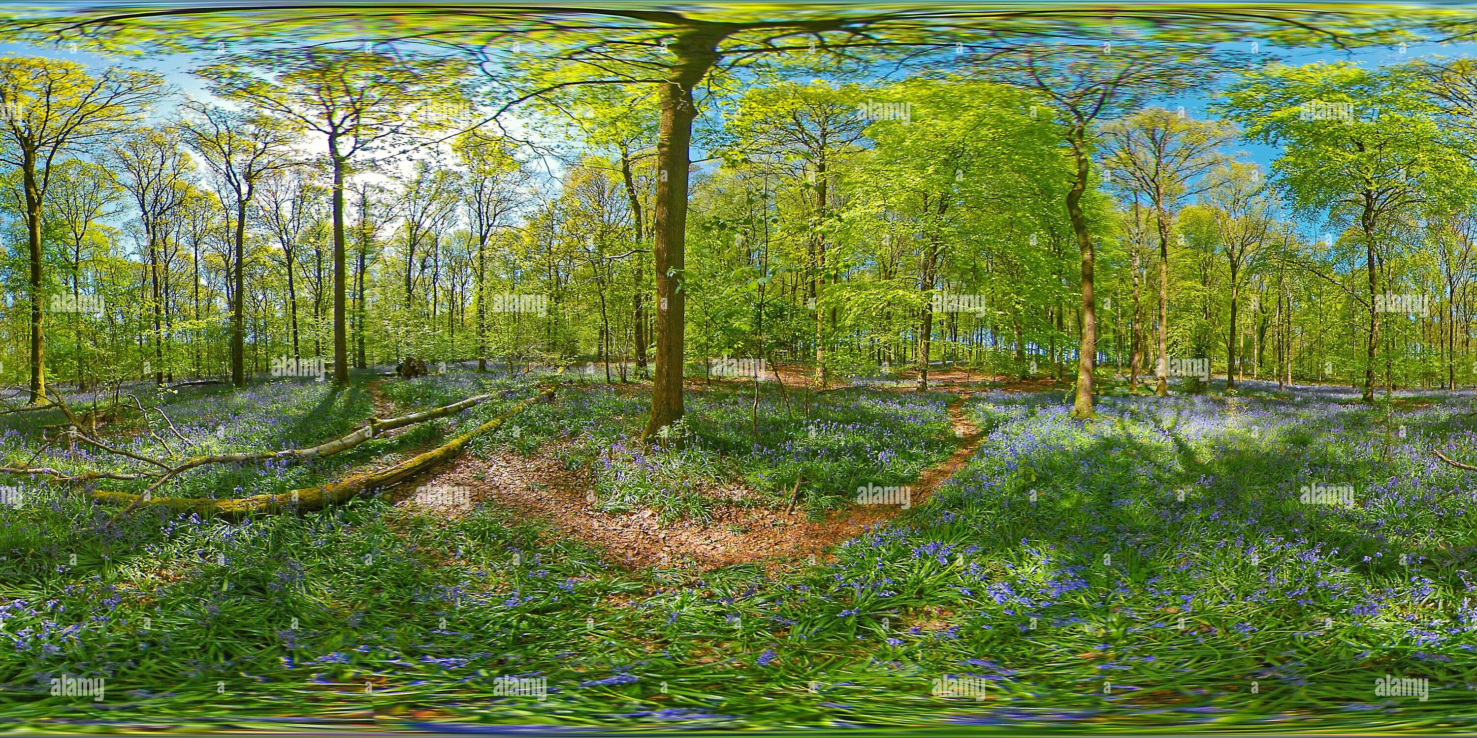 360 Grad Panorama Ansicht von Glockenblumen unter Buchen in Micheldever Woods in der Nähe von Winchester, Hampshire