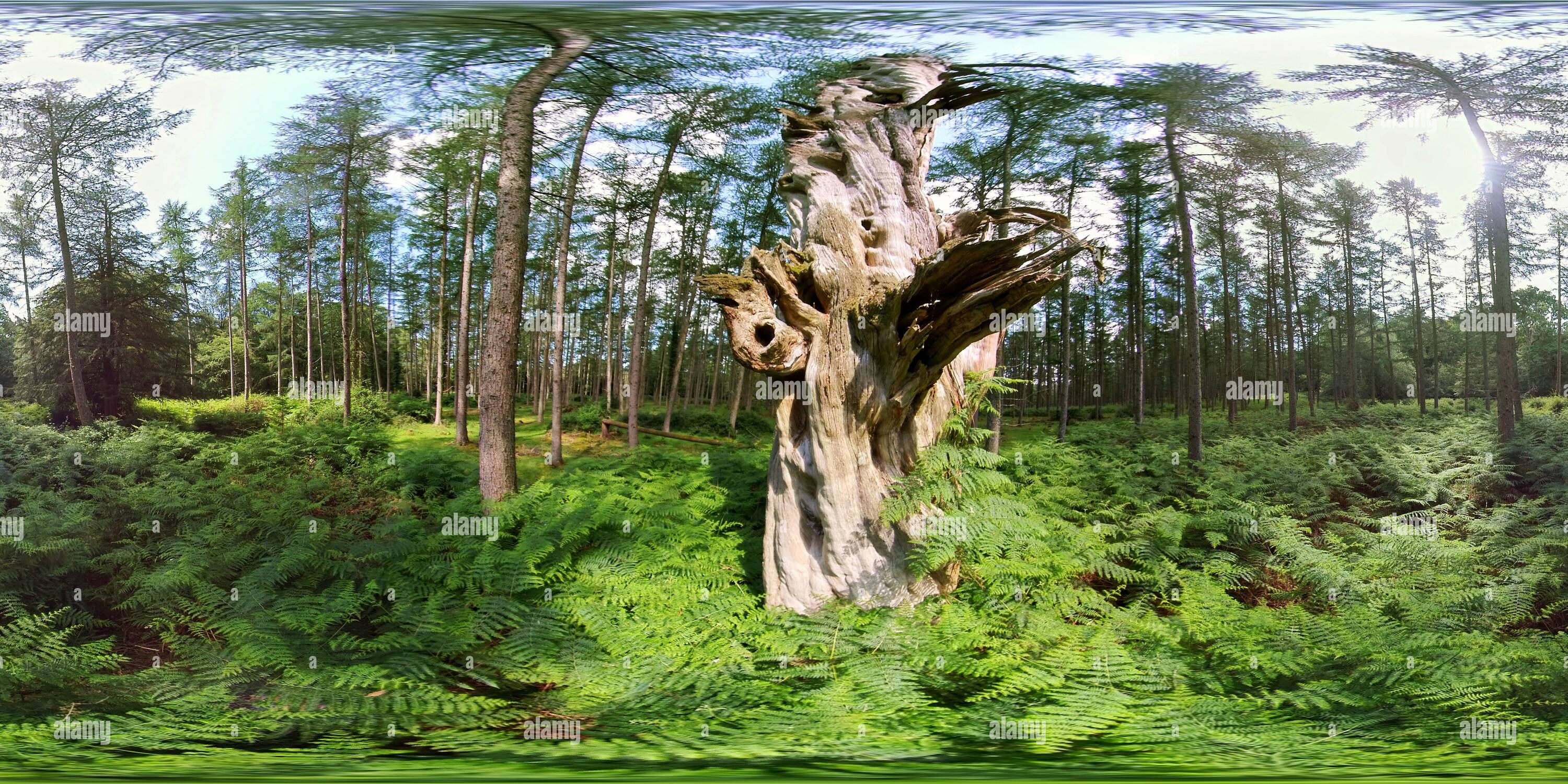 360 Grad Panorama Ansicht von Kiefernwald (360VR)