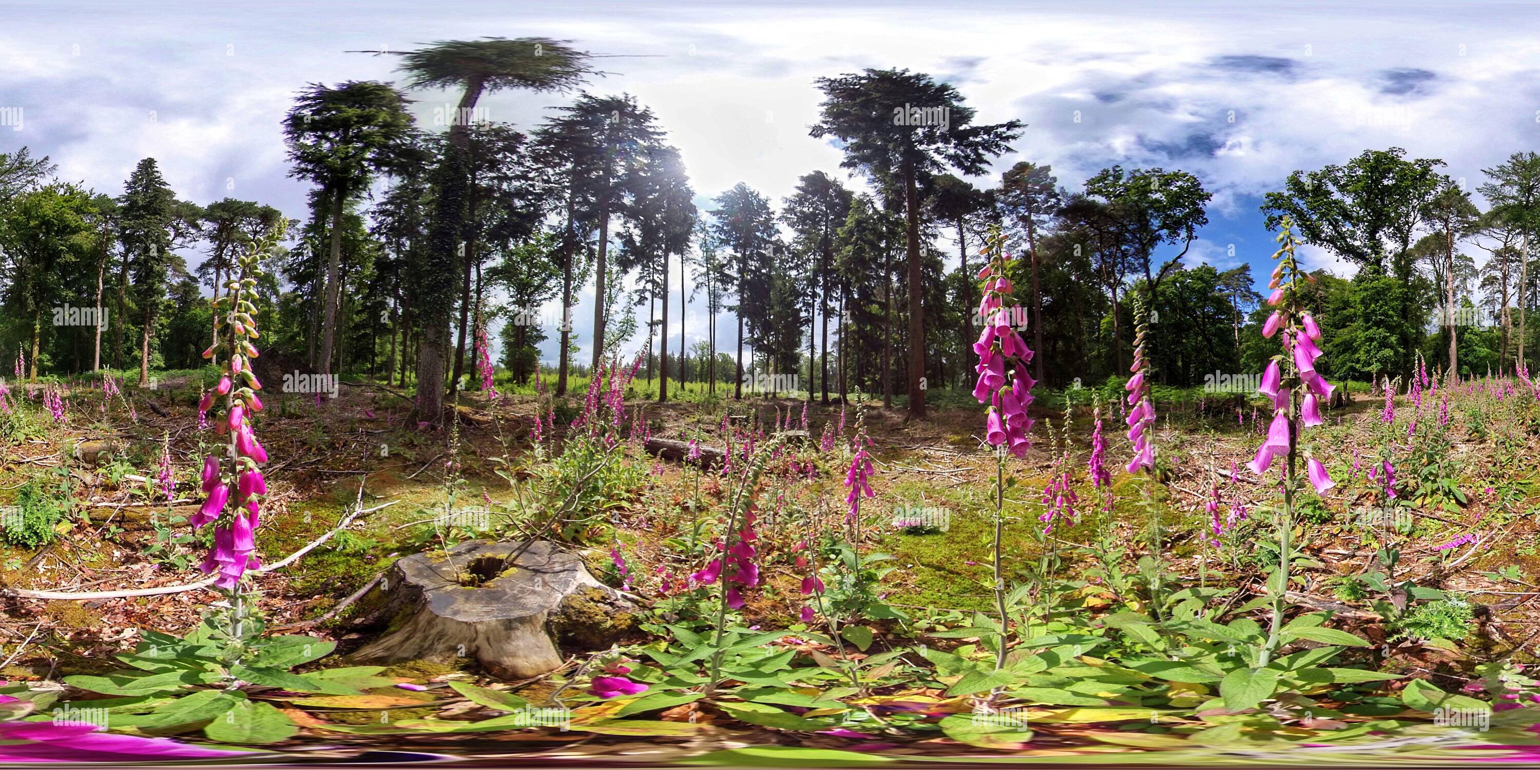 360 Grad Panorama Ansicht von Fuchshandschuh blüht auf einer Waldlichtung (360VR)