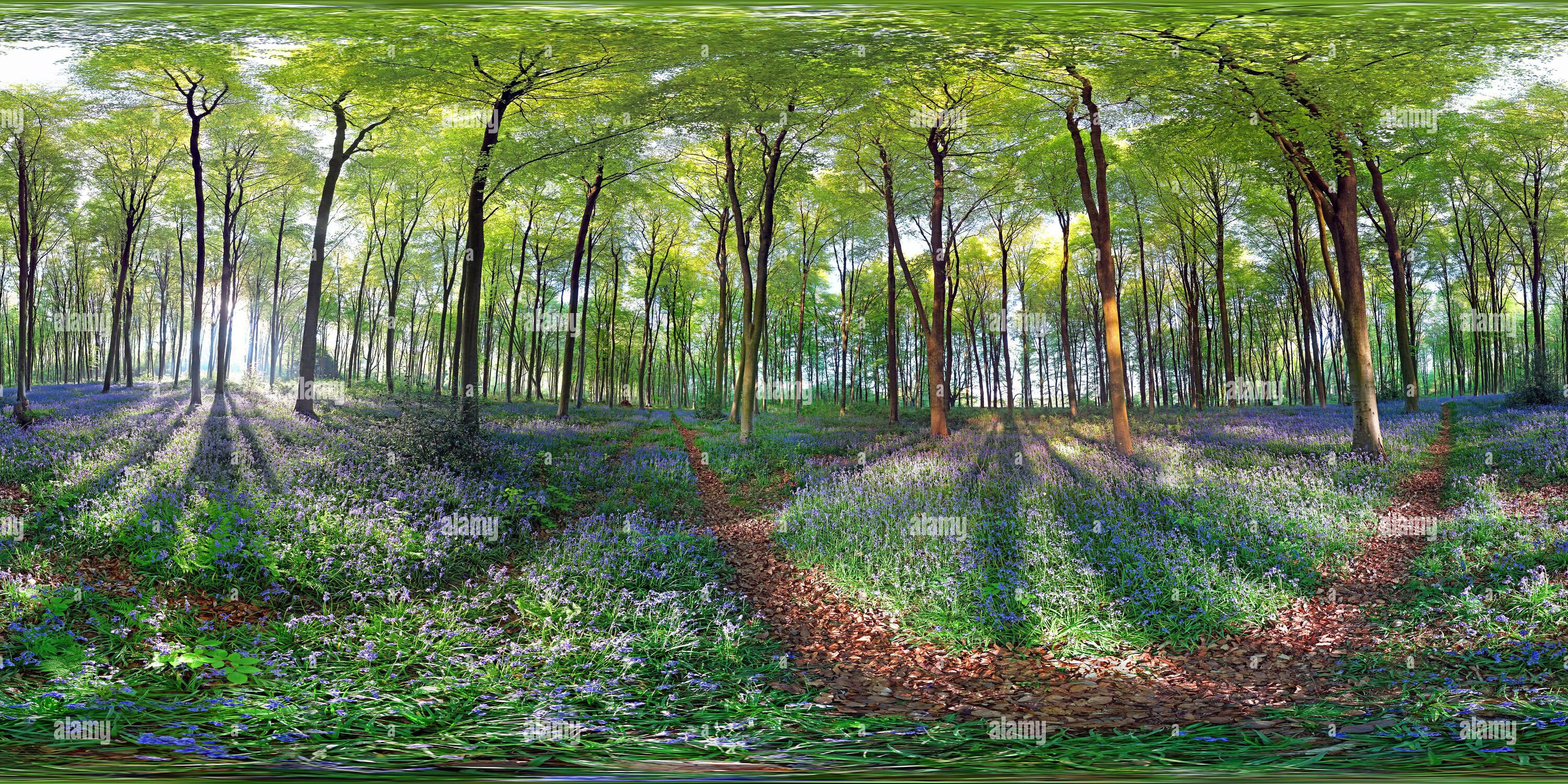 360 Grad Panorama Ansicht von Micheldever Bluebell-Hölzer im Frühling (360VR)