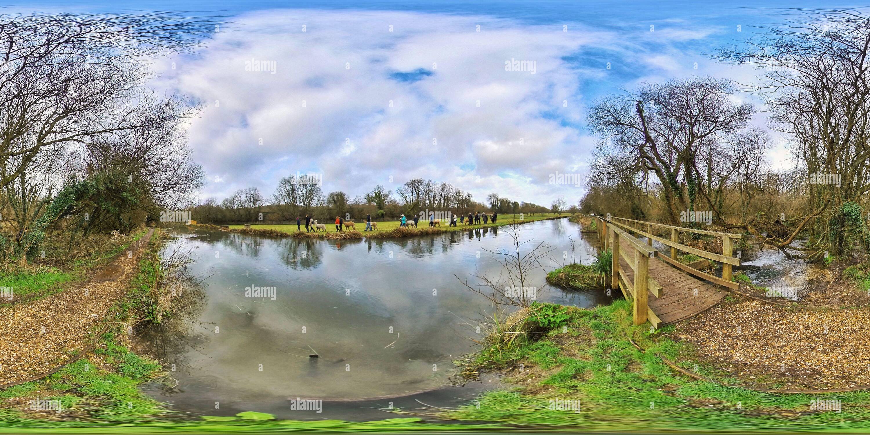 360 Grad Panorama Ansicht von Alpakas entlang des Flusses Itchen Navigation (360VR)