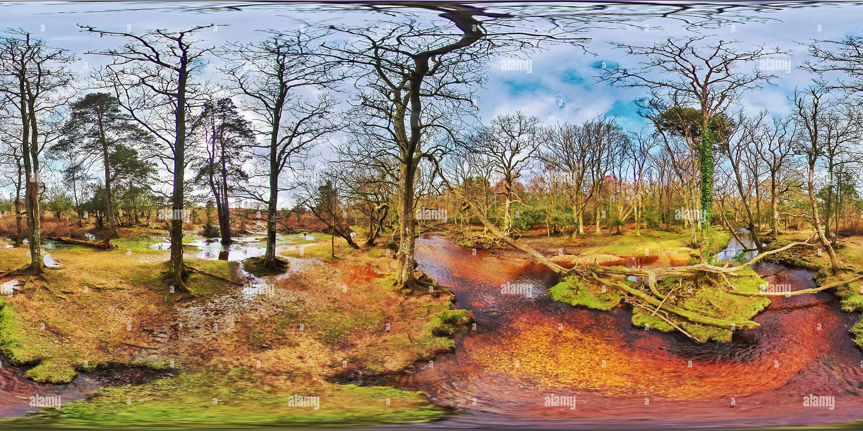 360 Grad Panorama Ansicht von New Forest National Park (360VR)