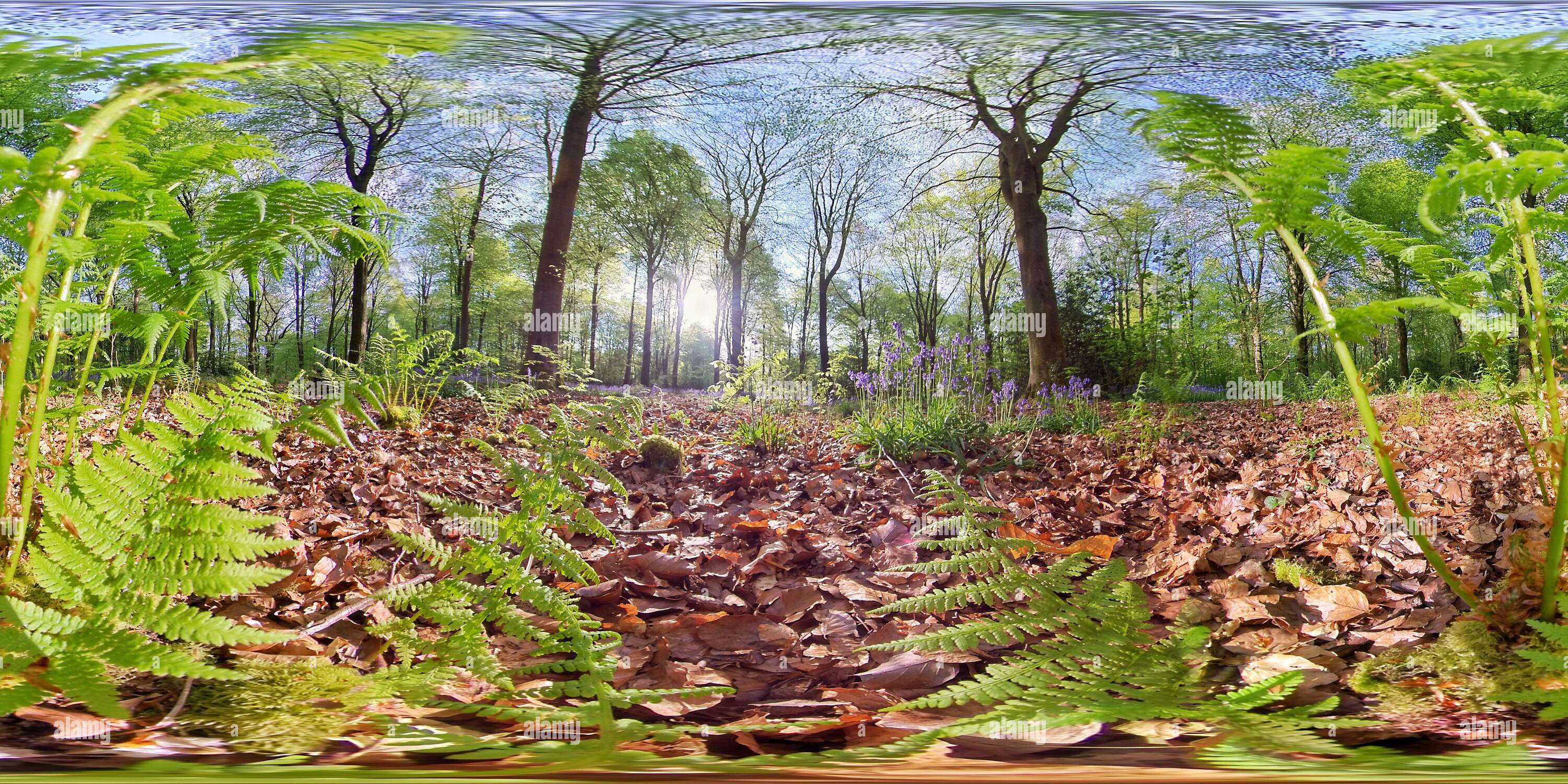 360 Grad Panorama Ansicht von Bluebells Woods at Micheldever Woods near Winchester, Hampshire.(360VR)