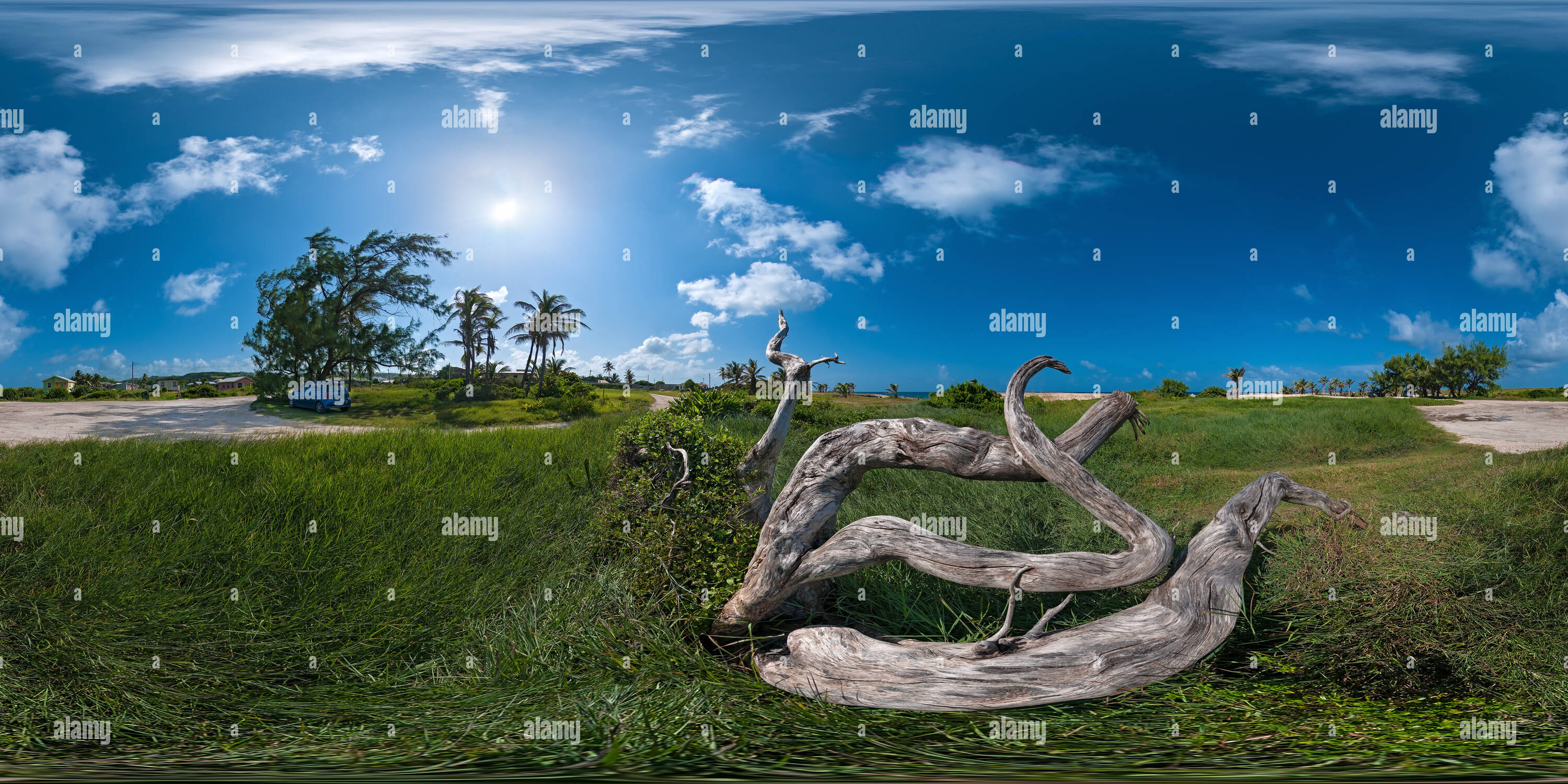 360 Grad Panorama Ansicht von Little Bay - Treibholz