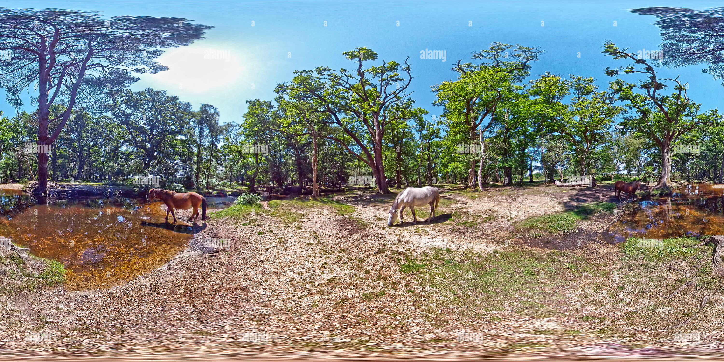 360 Grad Panorama Ansicht von New Forest Ponys am Ober Corner Stream, Brockenhurst, Hampshire, Großbritannien