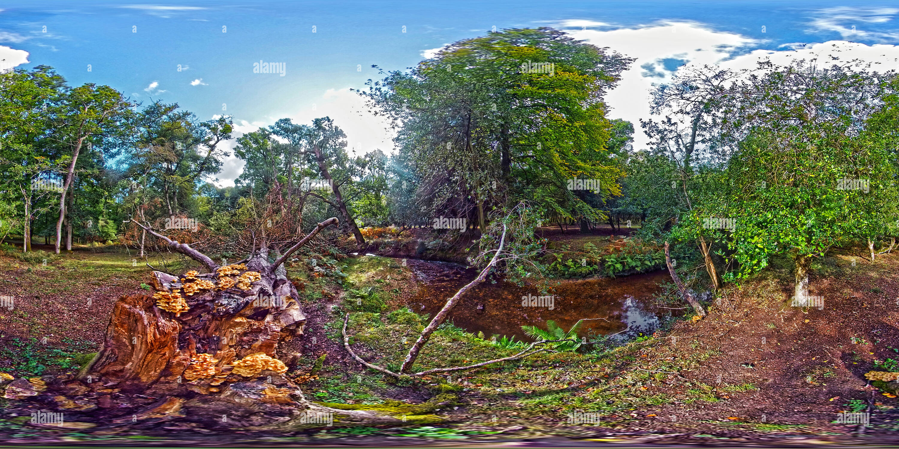 360 Grad Panorama Ansicht von Honigpilze im Herbst neben dem Highland Water Stream in Der New Forest National Park