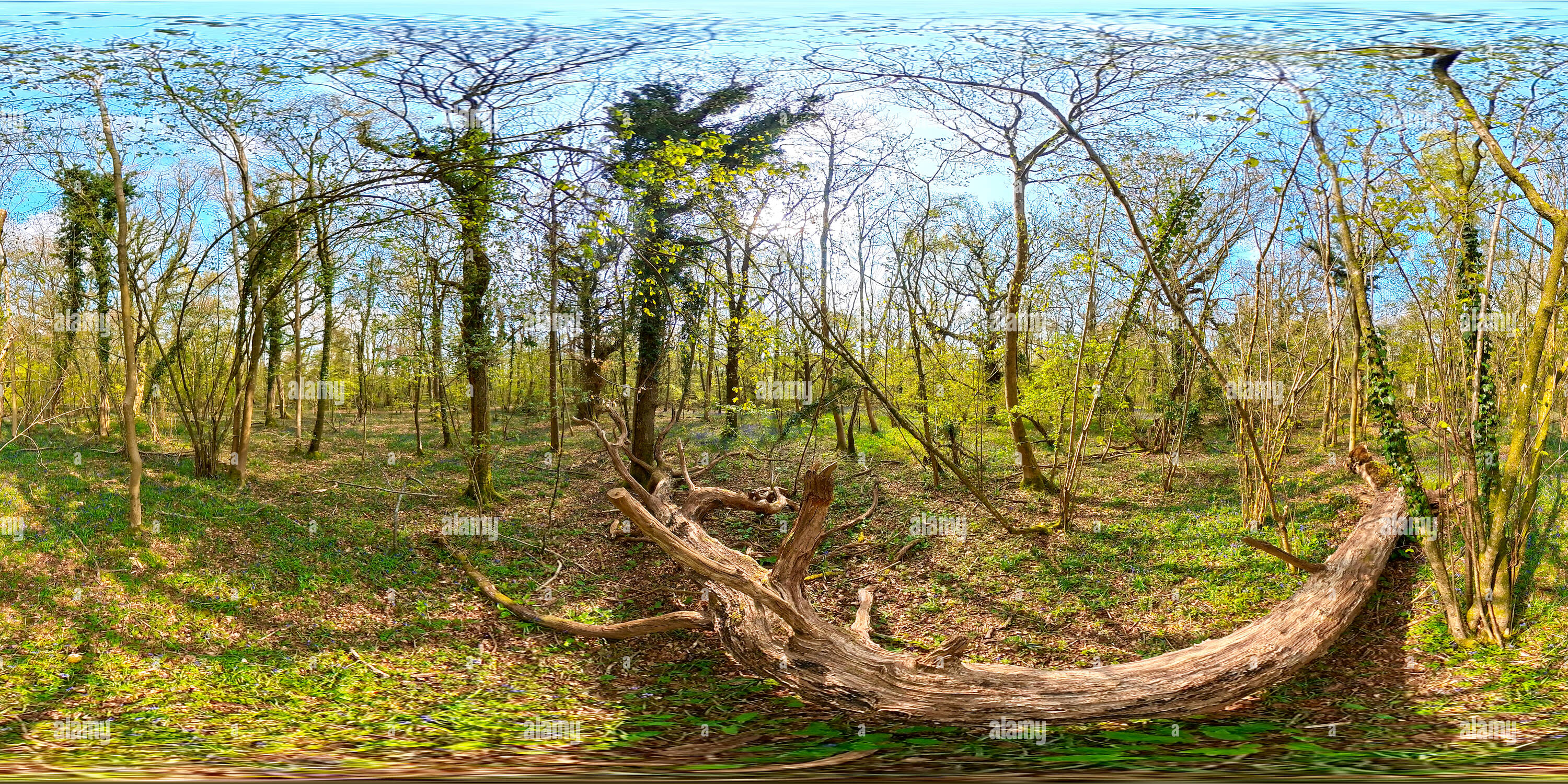 360 Grad Panorama Ansicht von Crab Wood in Springtime, Farley Mount, Hampshire, Großbritannien. Mai 2021