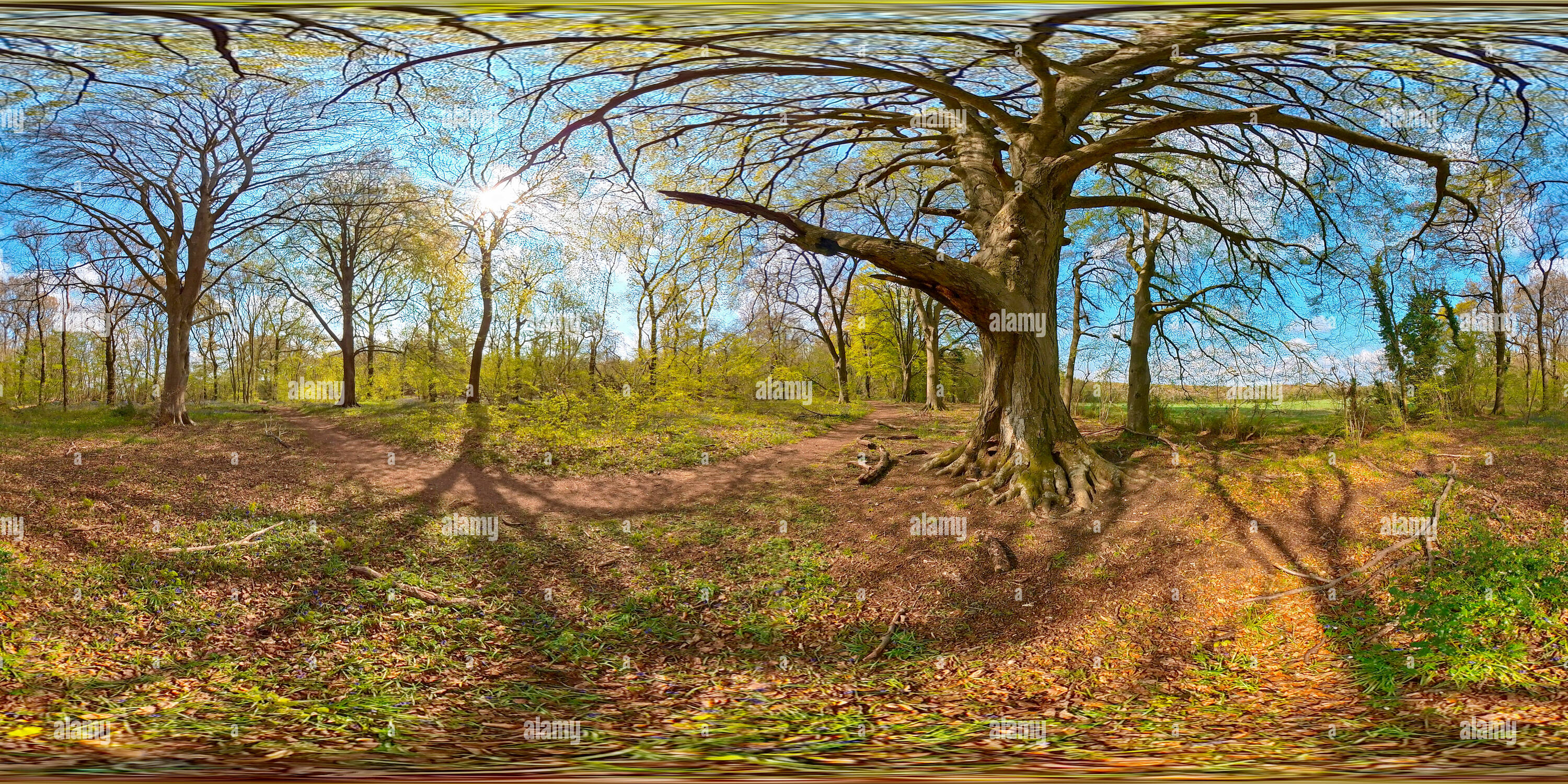 360 Grad Panorama Ansicht von Buchenwälder in Springtime, West Wood, Farley Mount, Winchester, Hampshire, VEREINIGTES KÖNIGREICH.