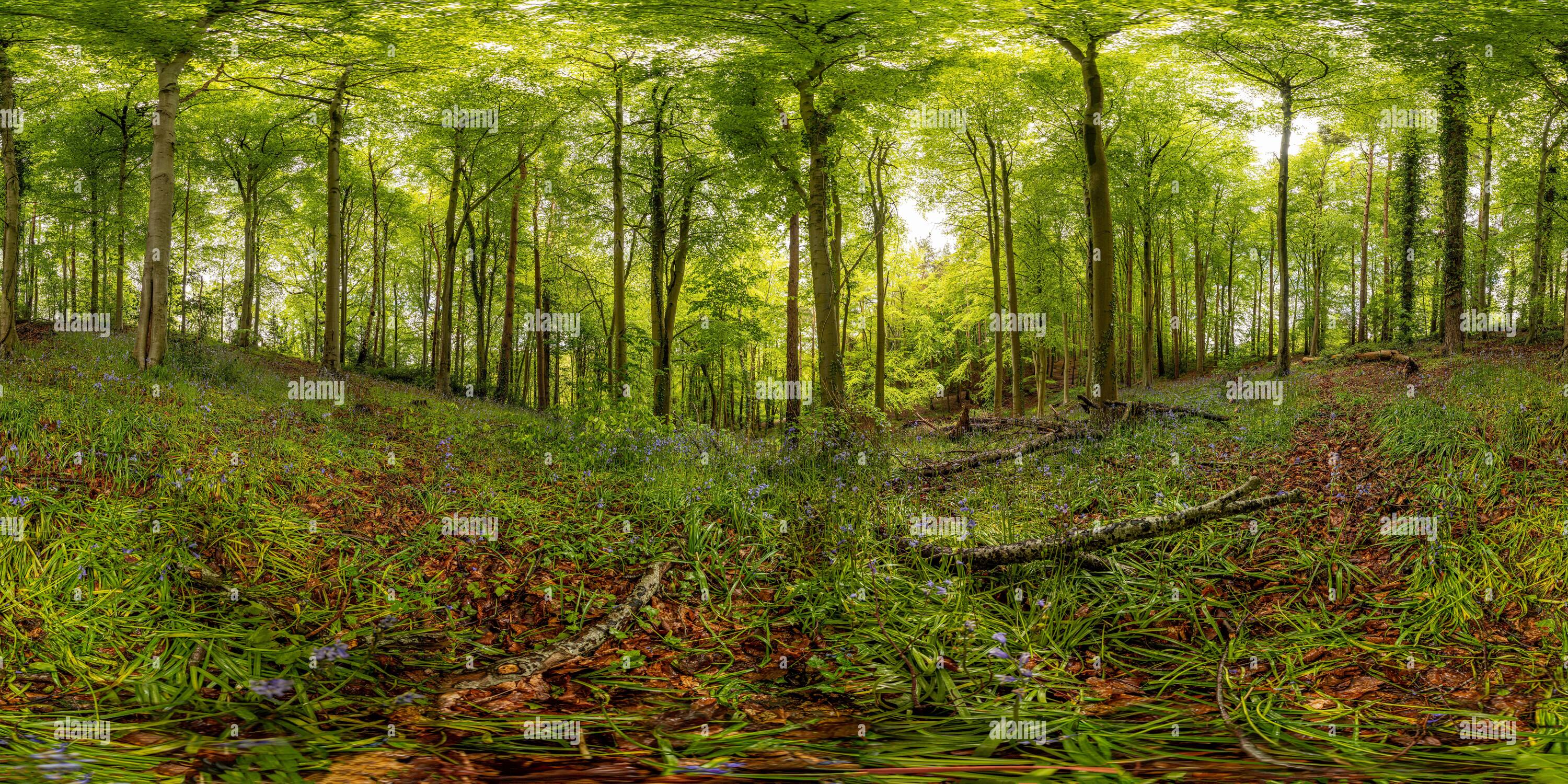 360 Grad Panorama Ansicht von 360 kugelförmiges Panorama der Wälder des Wepre Park im Sommer, Deeside, Nordwales