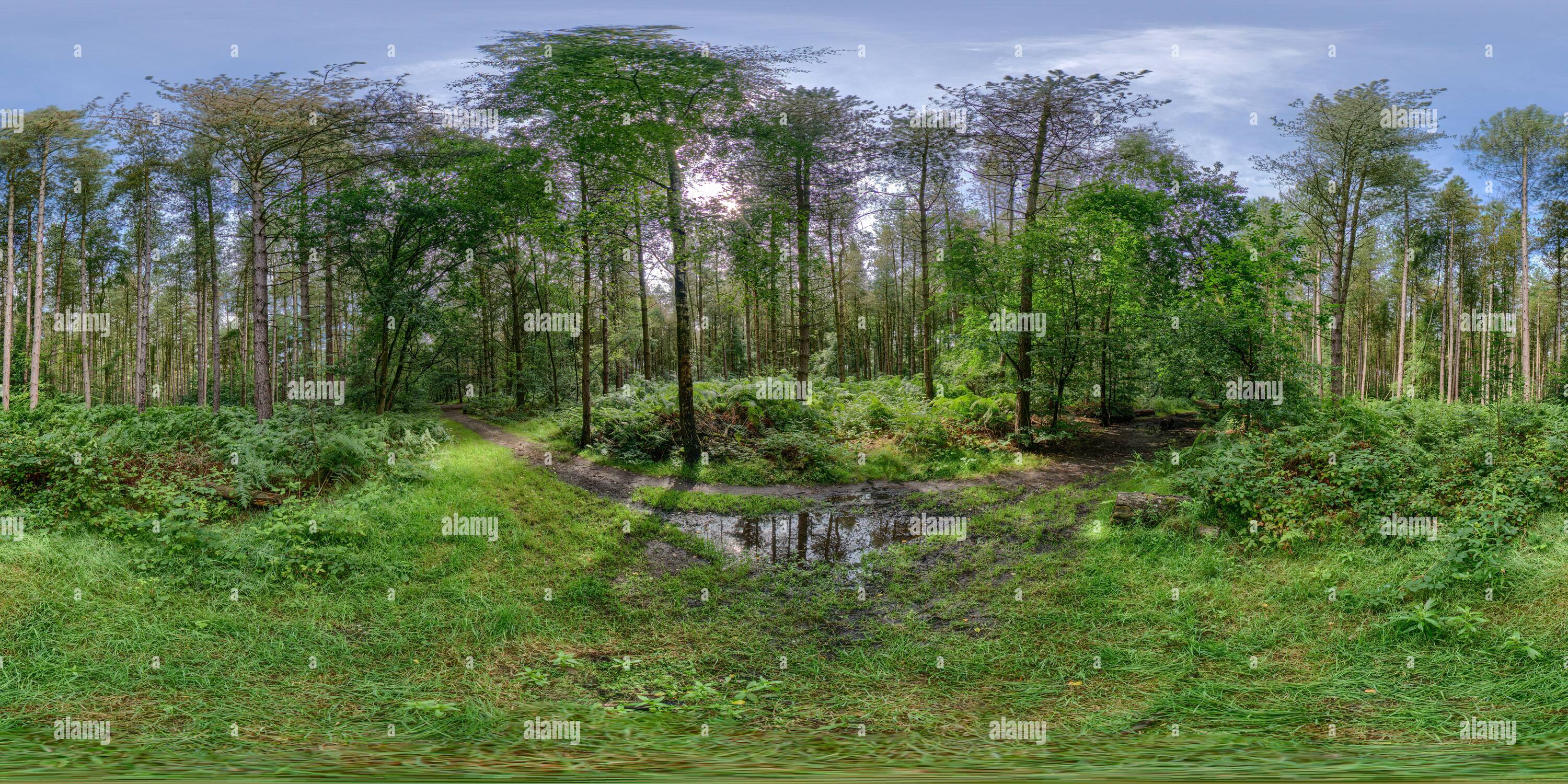 360 Grad Panorama Ansicht von Sherwood Forest in Nottinghamshire, England. Die spirituelle Heimat von Robin Hood.