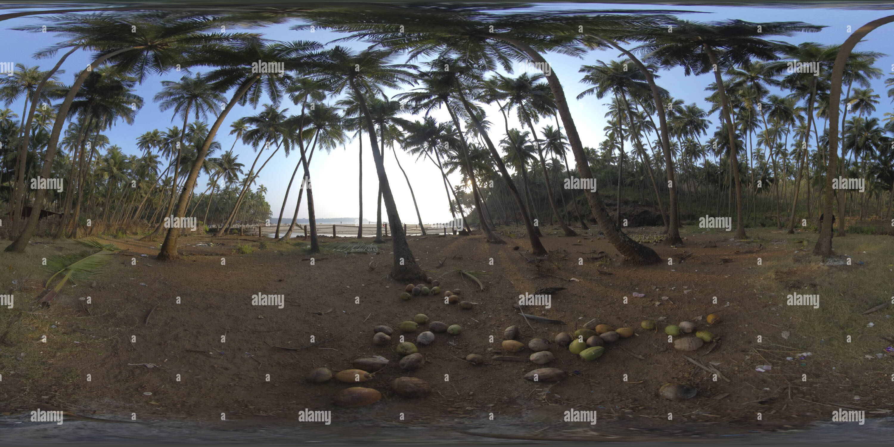 360 Grad Panorama Ansicht von Kokospalmen in der Nähe des Strandes von cabo de rama