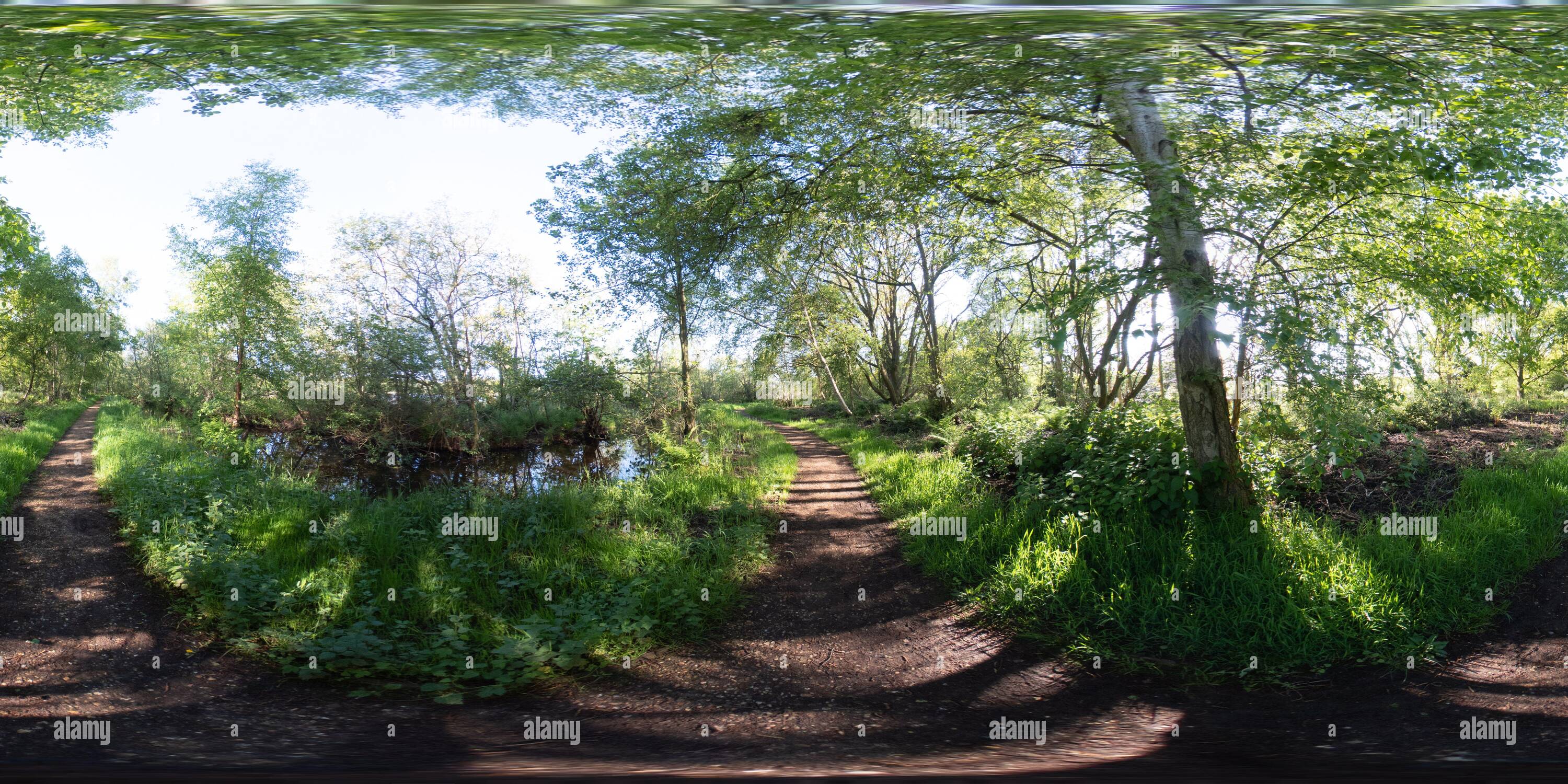 360 Grad Panorama Ansicht von Vollständiges, kugelförmiges, nahtloses Panorama 360-Grad-Ansicht des Pfades durch den Wald, um die Inszenierung auf Filby Broad im Norfolk Broads Nat zu erreichen