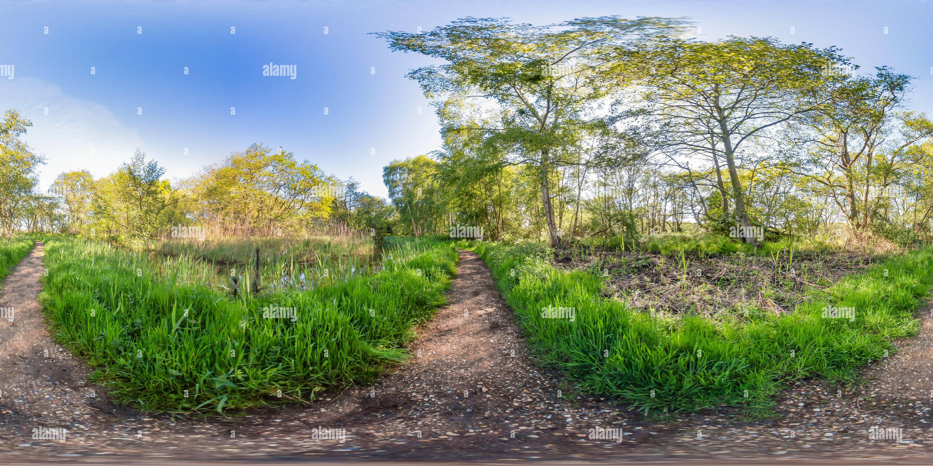 360 Grad Panorama Ansicht von Vollständiges, kugelförmiges, nahtloses Panorama 360-Grad-Ansicht des Pfades durch den Wald, um die Inszenierung auf Filby Broad im Norfolk Broads Nat zu erreichen