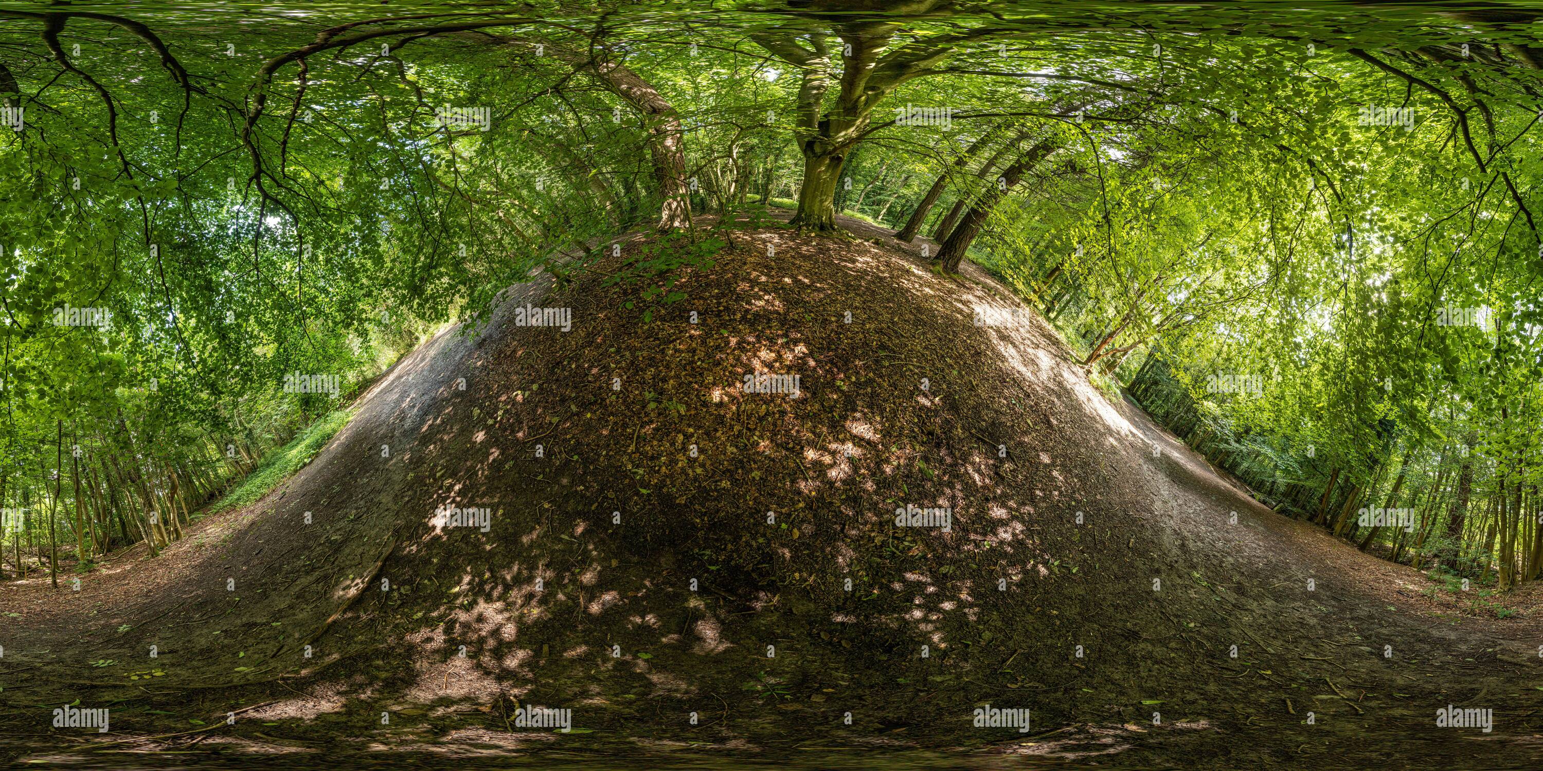 360 Grad Panorama Ansicht von 360º kugelförmiges Panorama von Bäumen im Loggerheads Country Park, Nordwales, im Sommer