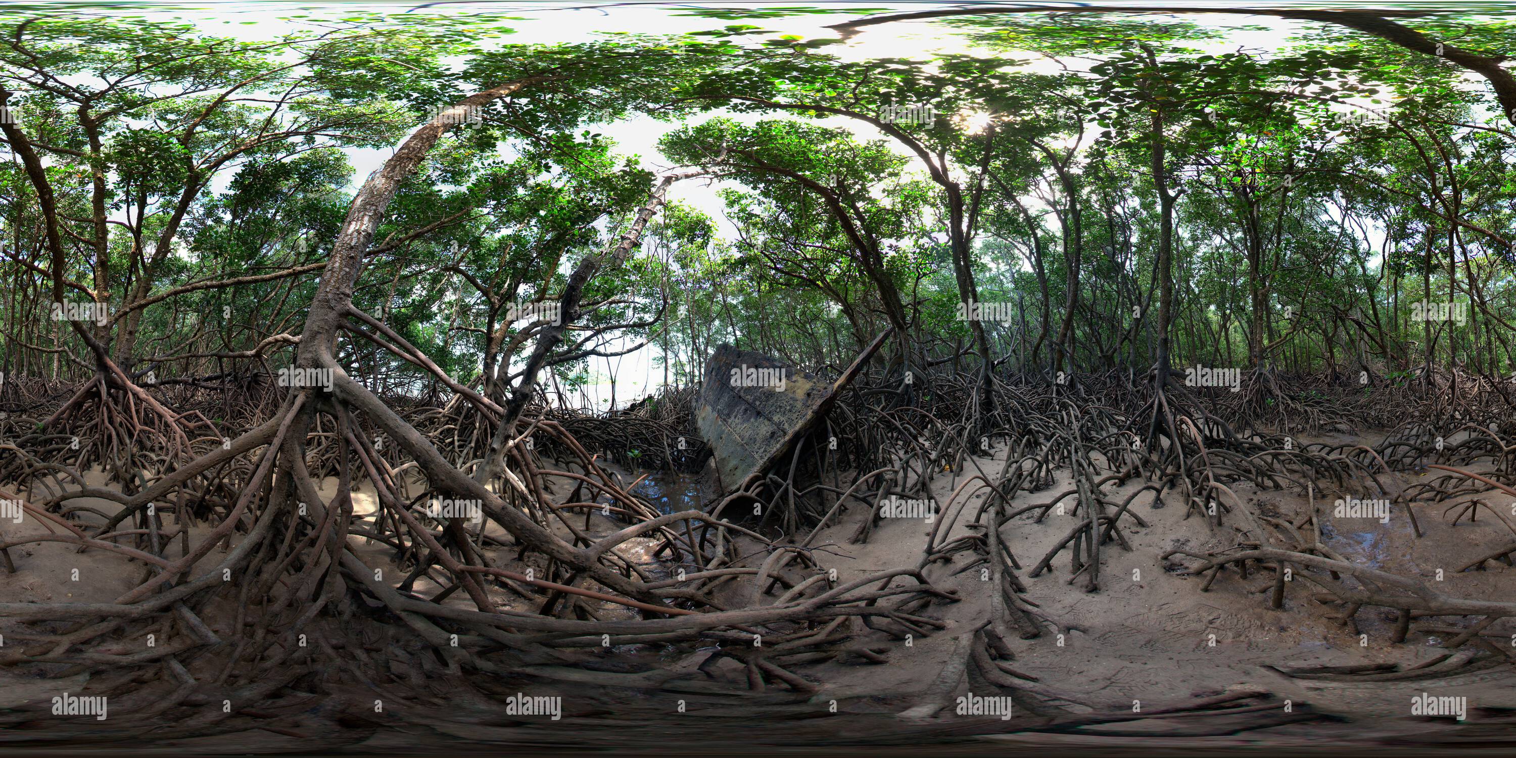 360 Grad Panorama Ansicht von Panoramablick auf dichten Mangrovenwald mit kompliziertem Wurzelsystem mit hoher Biodiversität und natürlicher Schönheit. Dunk Island Qld Australien