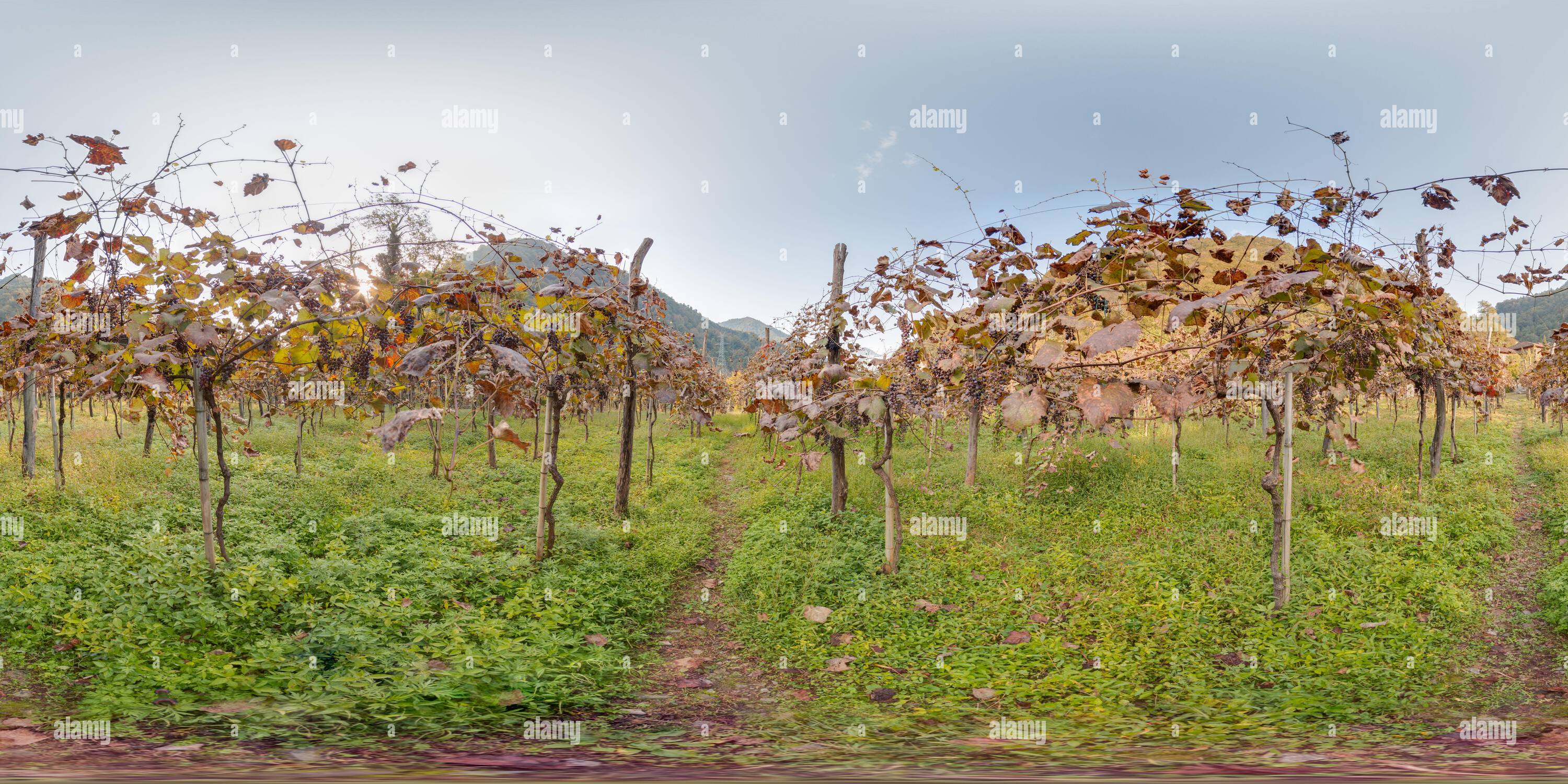 360 Grad Panorama Ansicht von Weinberg mit Traube im Herbst in den Bergen schöner Hintergrund. Bild mit 3D kugelförmigem Panorama mit 360 Grad Betrachtungswinkel. Bereit für das Kleinerhaben