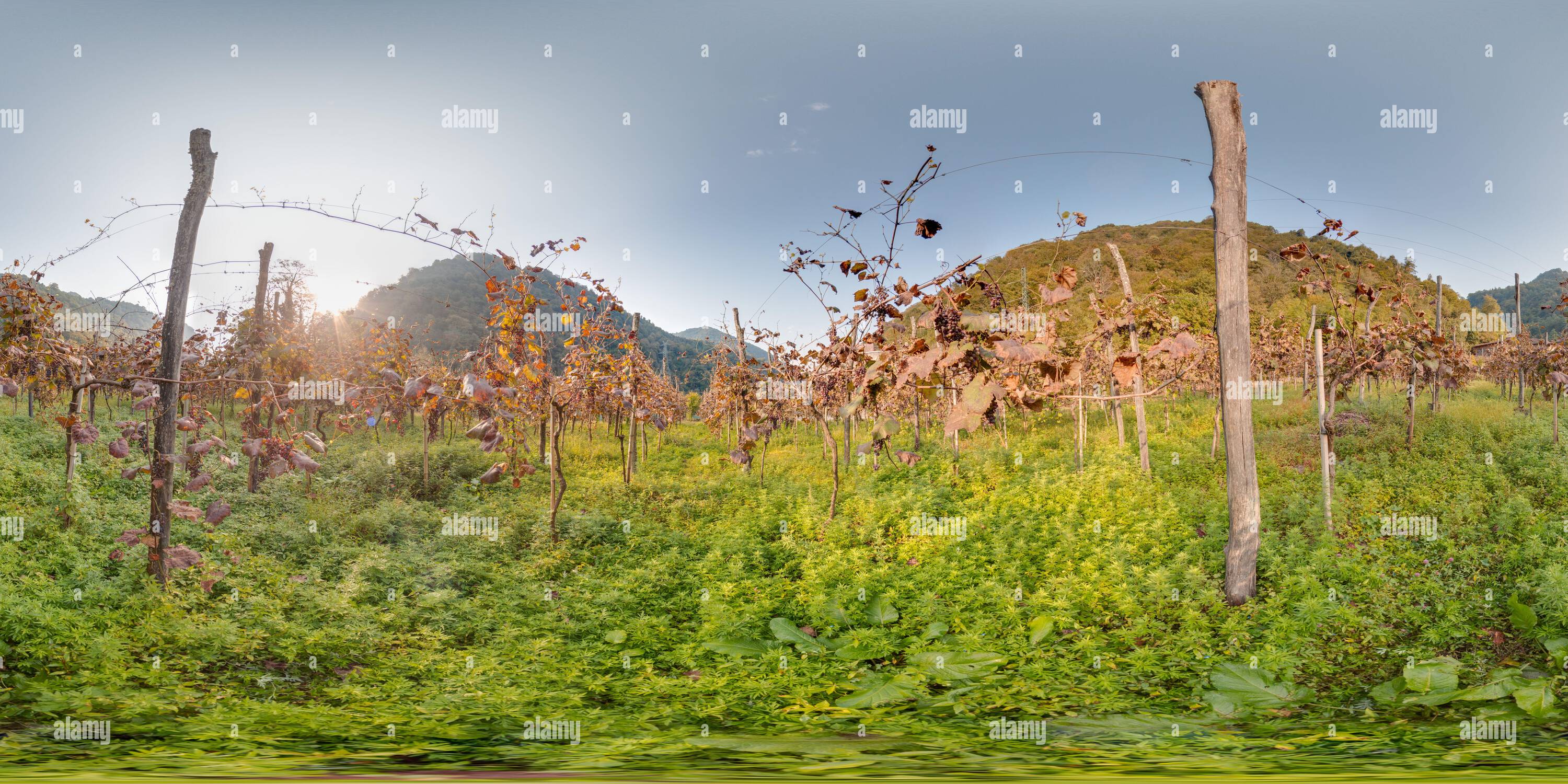 360 Grad Panorama Ansicht von Weinberg mit Traube im Herbst in den Bergen schöner Hintergrund. Bild mit 3D kugelförmigem Panorama mit 360 Grad Betrachtungswinkel. Bereit für das Kleinerhaben
