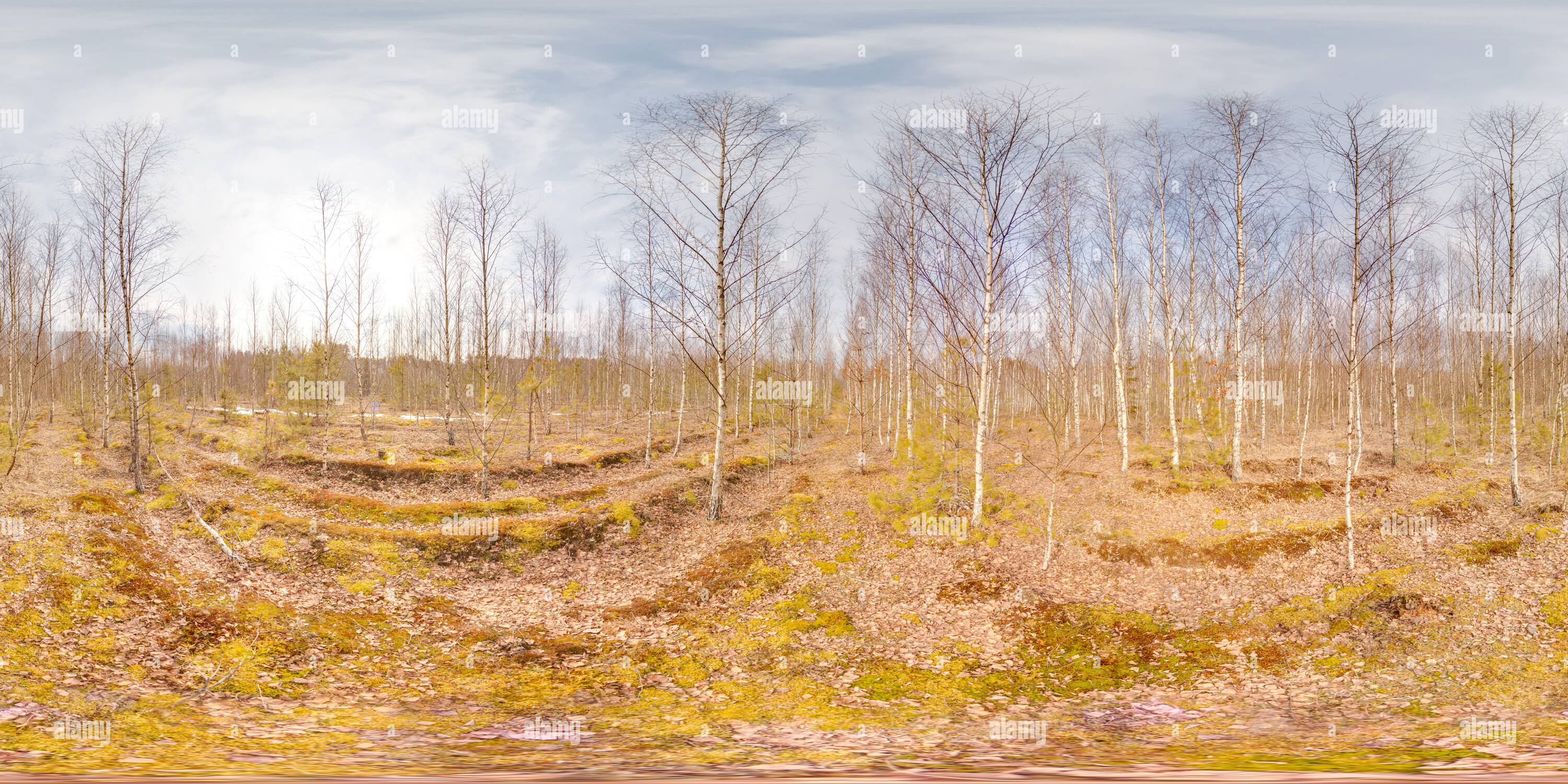 360 Grad Panorama Ansicht von Atemberaubende Landschaft mit blauem Himmel bei Frühlingsbäumen ohne Gras und Grünflächen 3D kugelförmiges Panorama mit 360 Grad Betrachtungswinkel bereit für die virtuelle Realität
