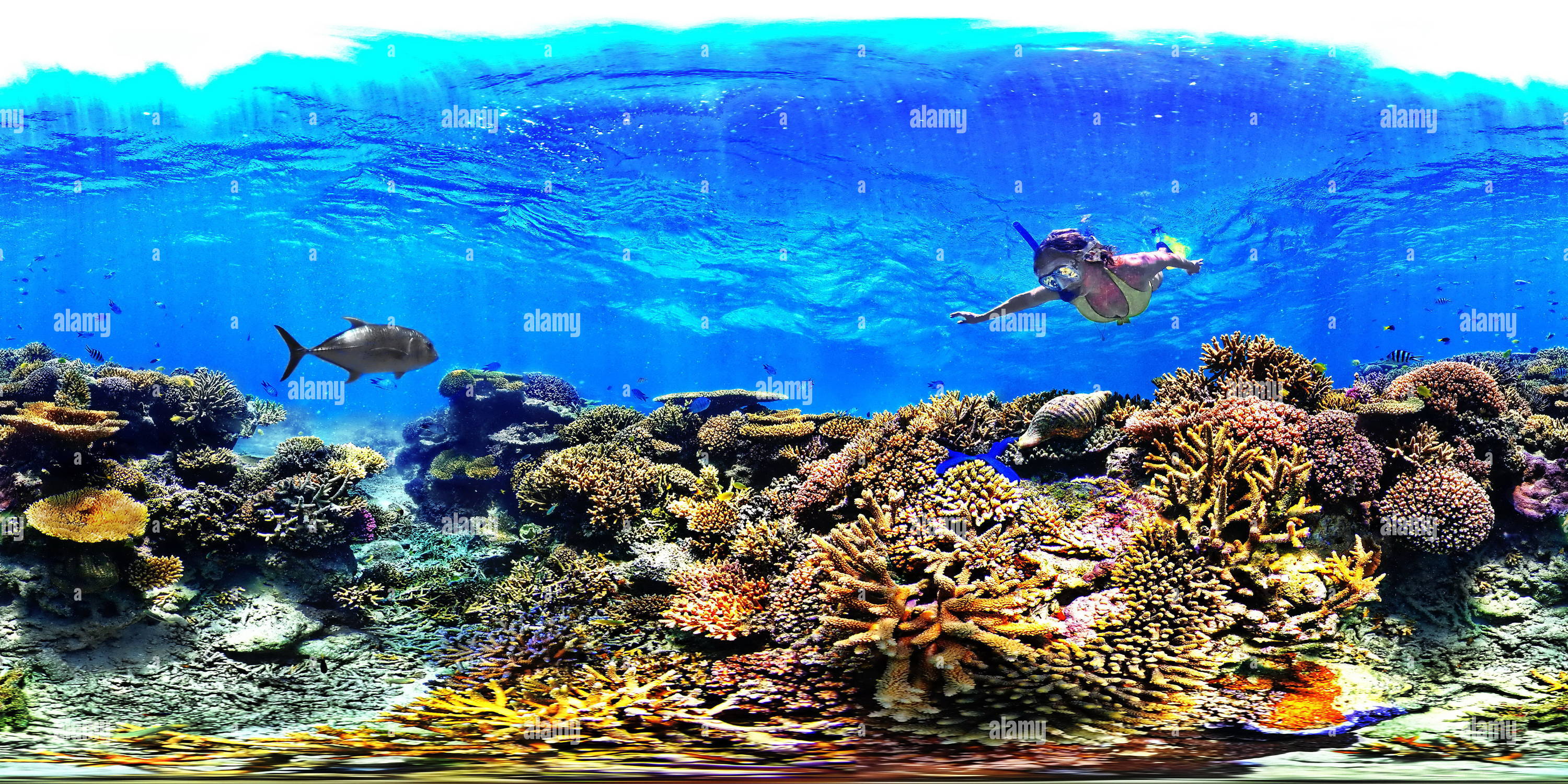 360 Grad Panorama Ansicht von Triton, Charonia Tritonis, im Ilot Maitre Marine Reserve Neukaledonien