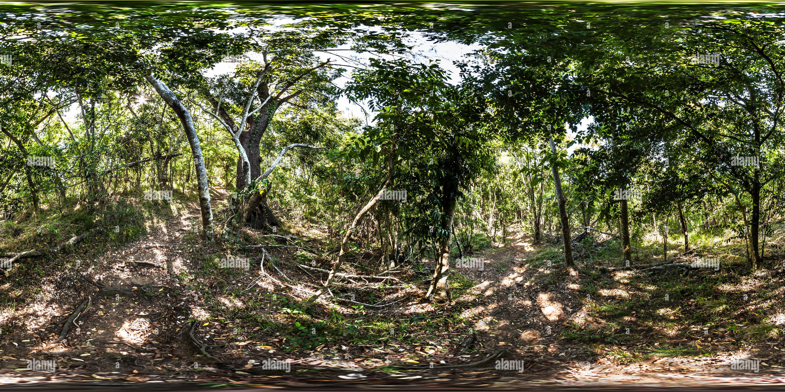 360 Grad Panorama Ansicht von Donnernder Baum auf dem Buschwanderweg - Castaway Island Resort - Qalito Island - Fidschi Inseln