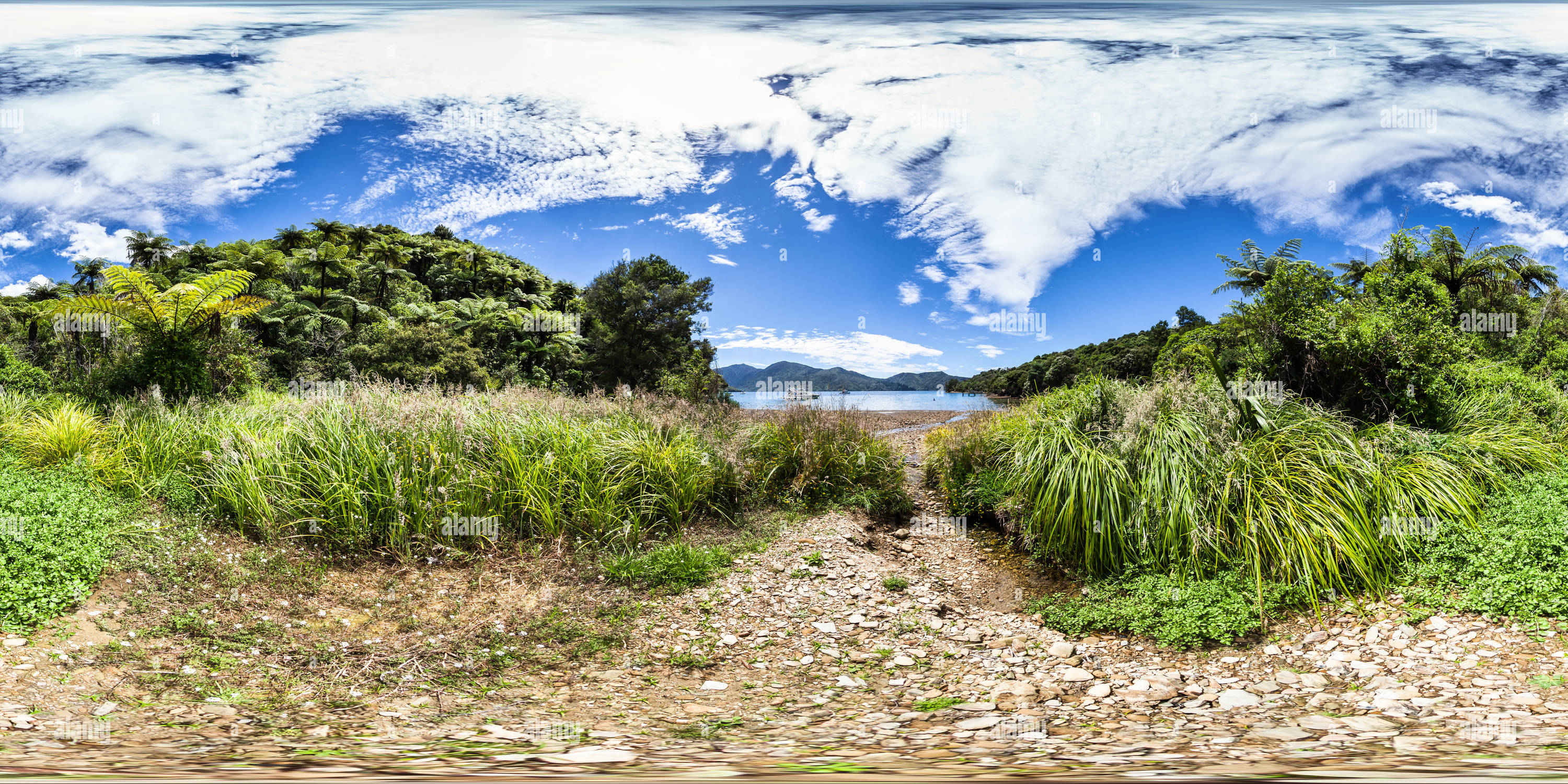 360 Grad Panorama Ansicht von Mamaku Forest in Strandnähe bei Camp Bay - Endeavour Inlet - Queen Charlotte Sound - Marlborough - Neuseeland - Ozeanien