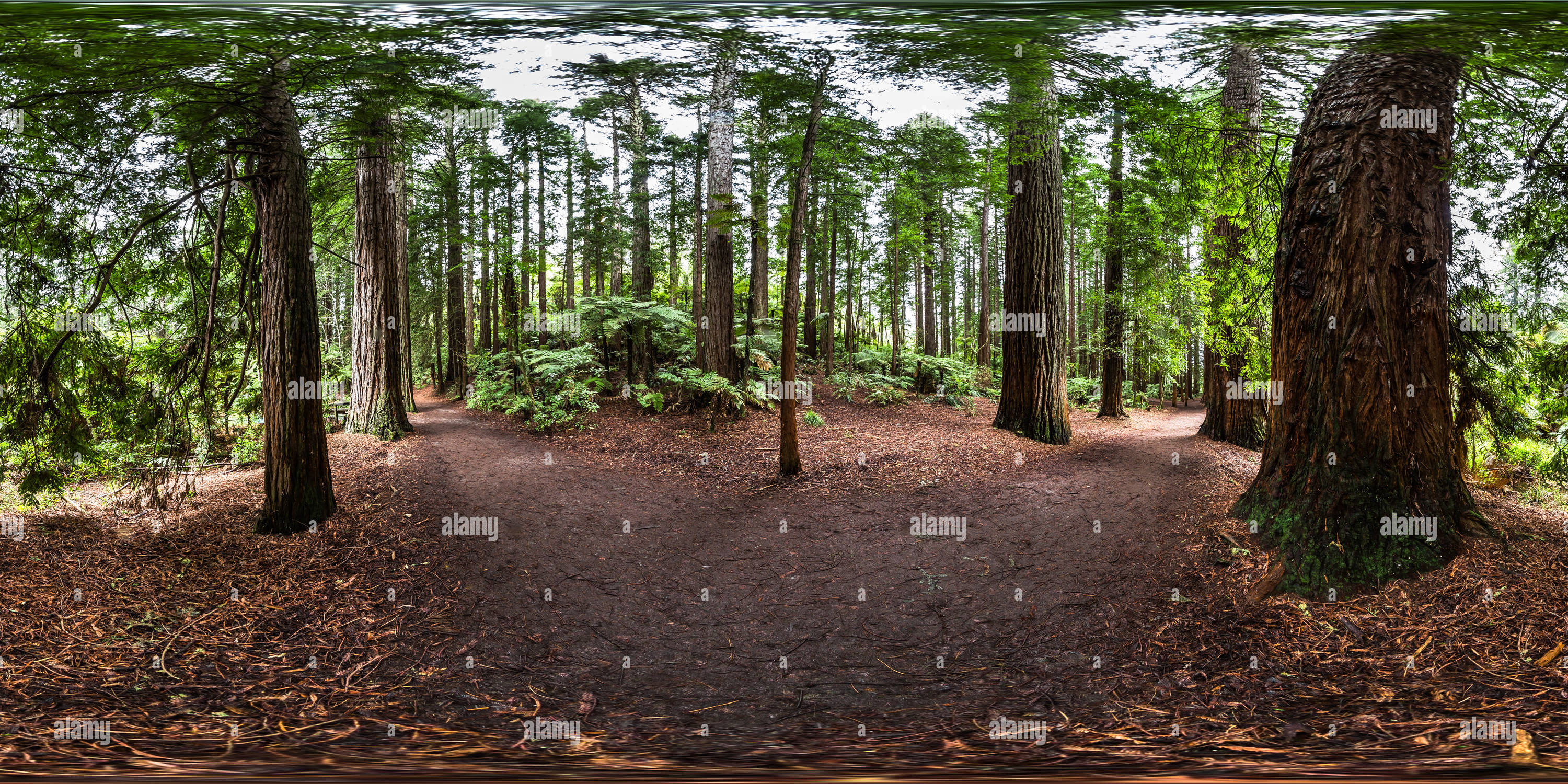 360 Grad Panorama Ansicht von Folgen Sie Sequoias und Mamakus - den Redwoods im Whakarewarewa Forest - Rotorua - Bay of Plenty - Neuseeland