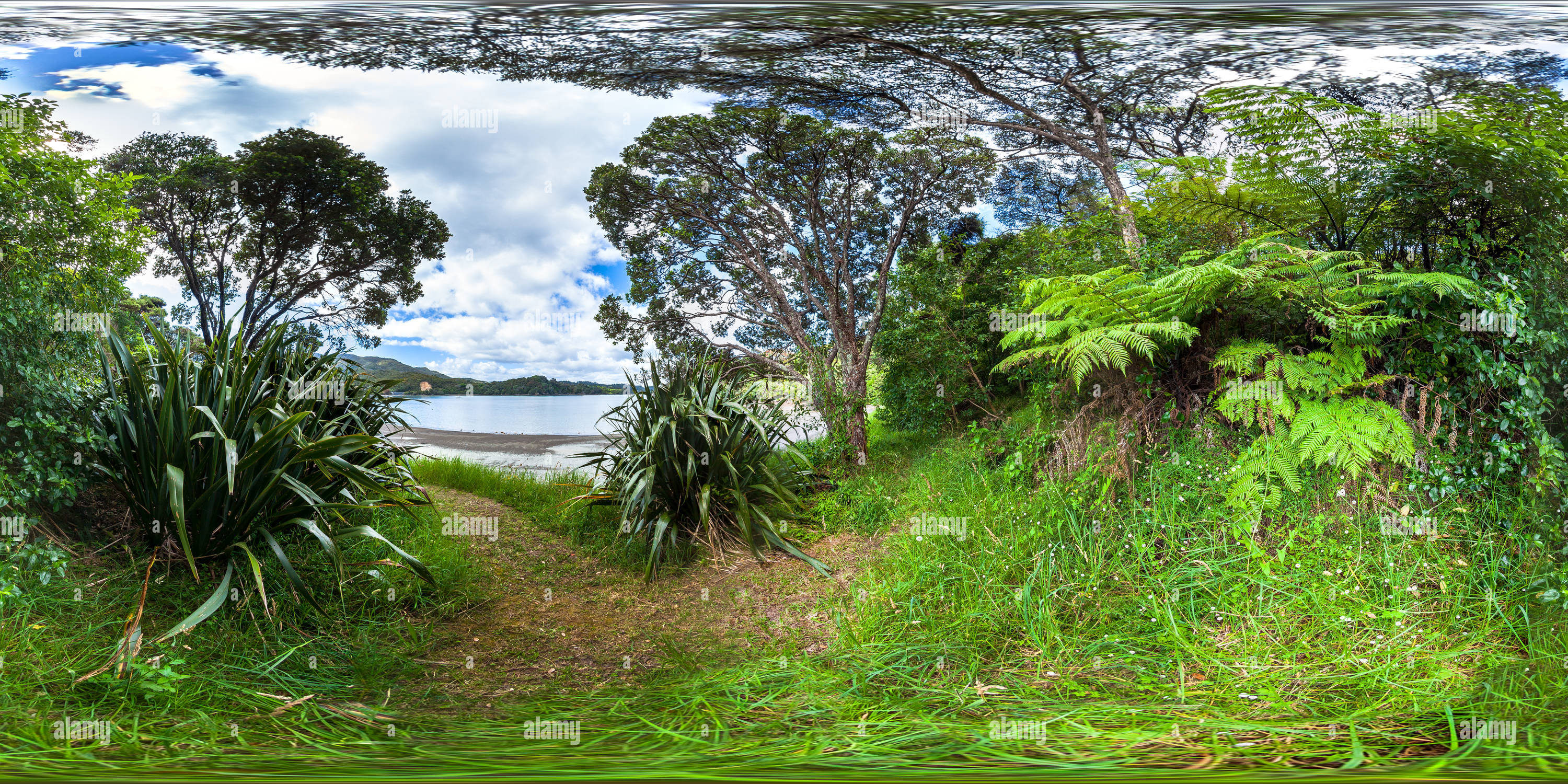 360 Grad Panorama Ansicht von Farne im Bush Track am Strand entlang - Hauai Bay - Rawhiti - Bay of Islands - Northland - Neuseeland - Ozeanien