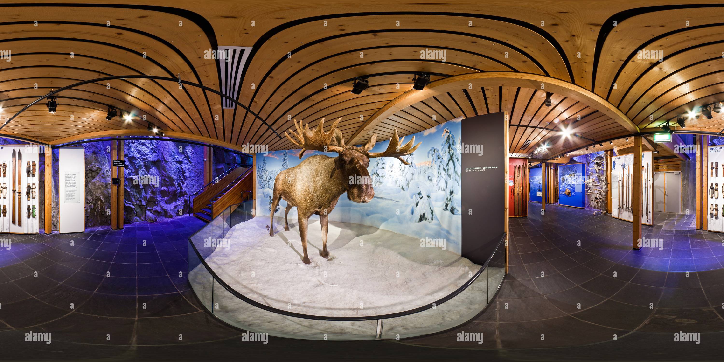 360 Grad Panorama Ansicht von Elch - Der König Des Waldes. Skimuseum, Holmenkollen