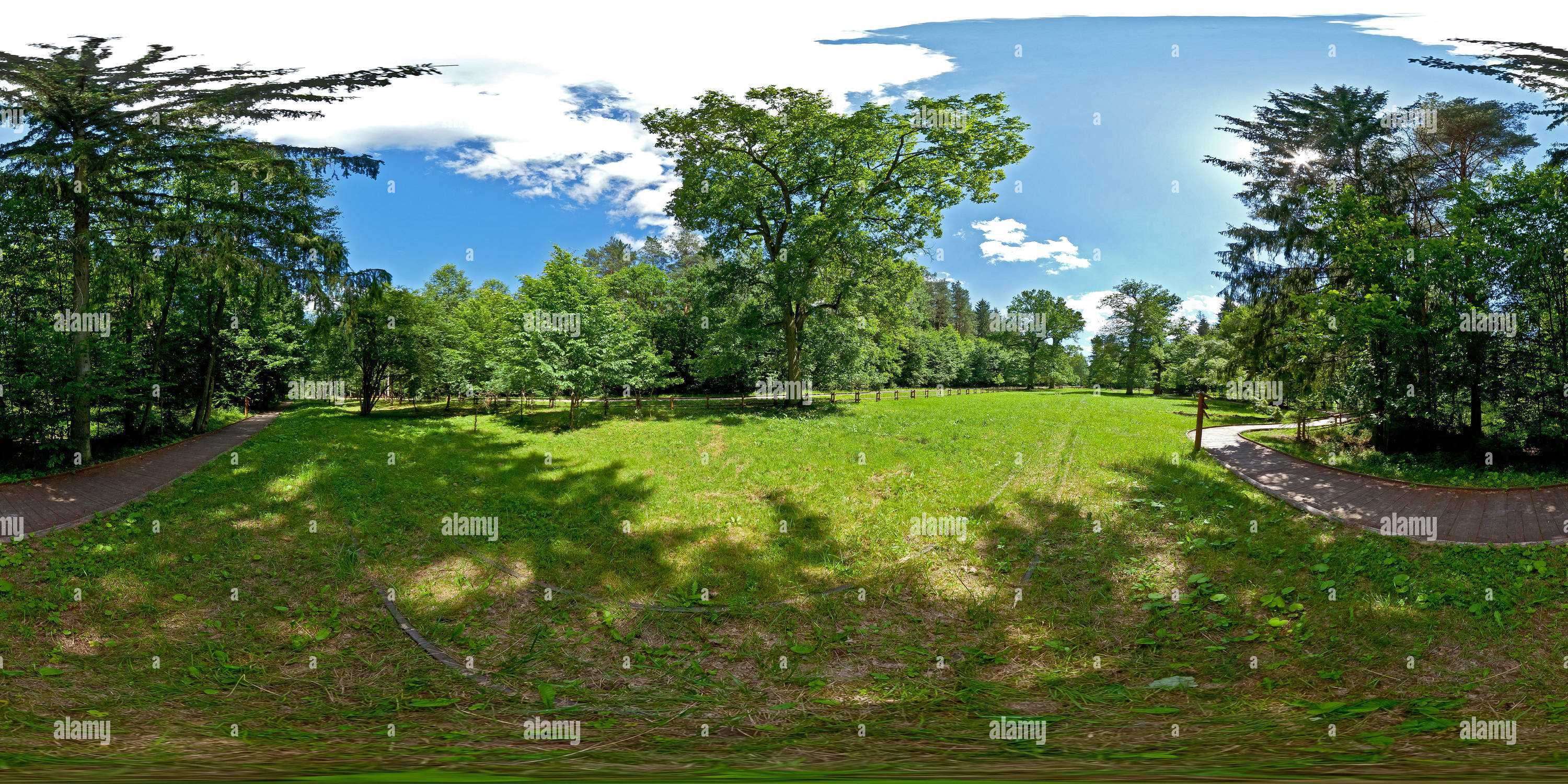 360 Grad Panorama Ansicht von Białowieza, 'Royal Oak Trail' - Oak Olgierd und Kiejstut